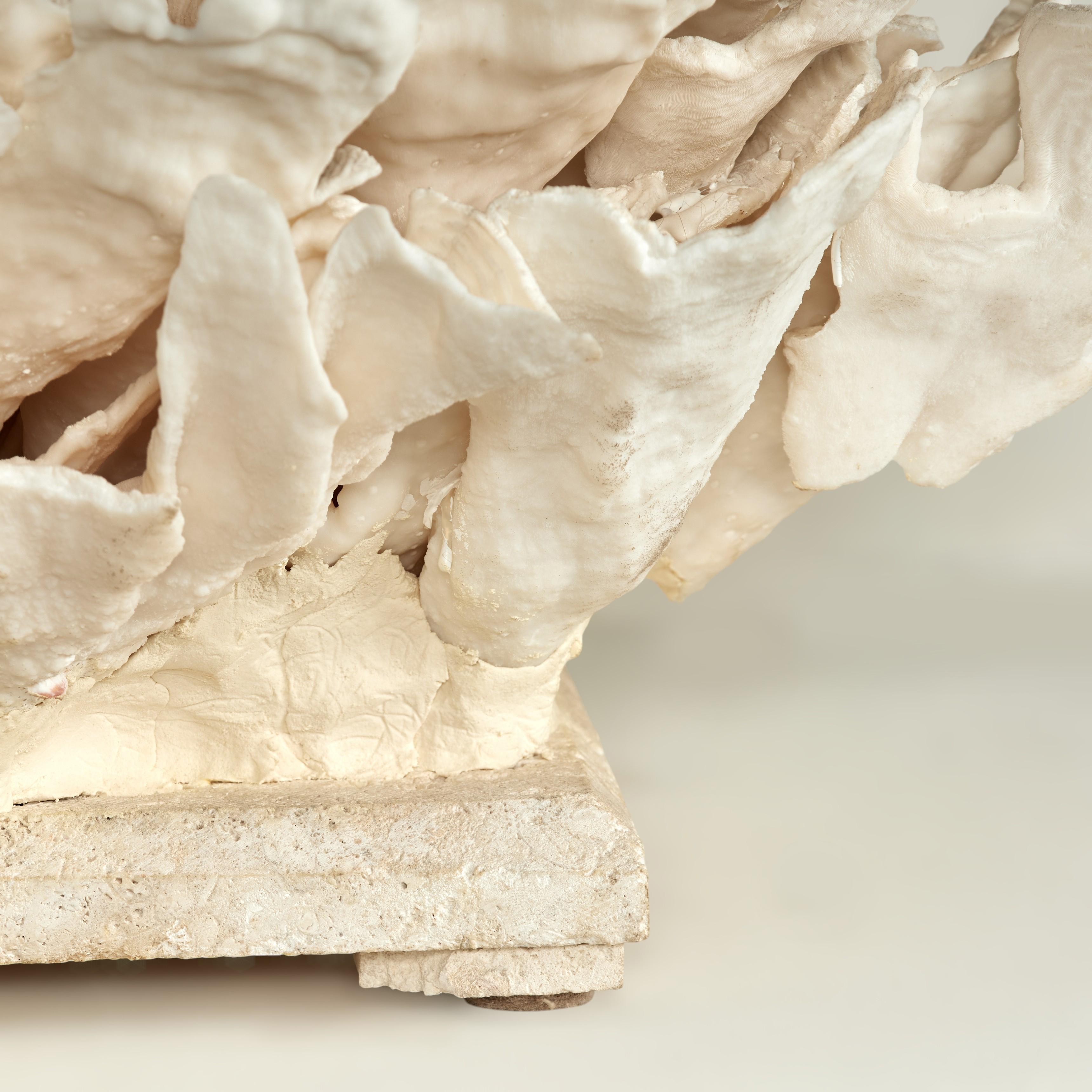 Coral Sculpture on Coquina Stone For Sale 6