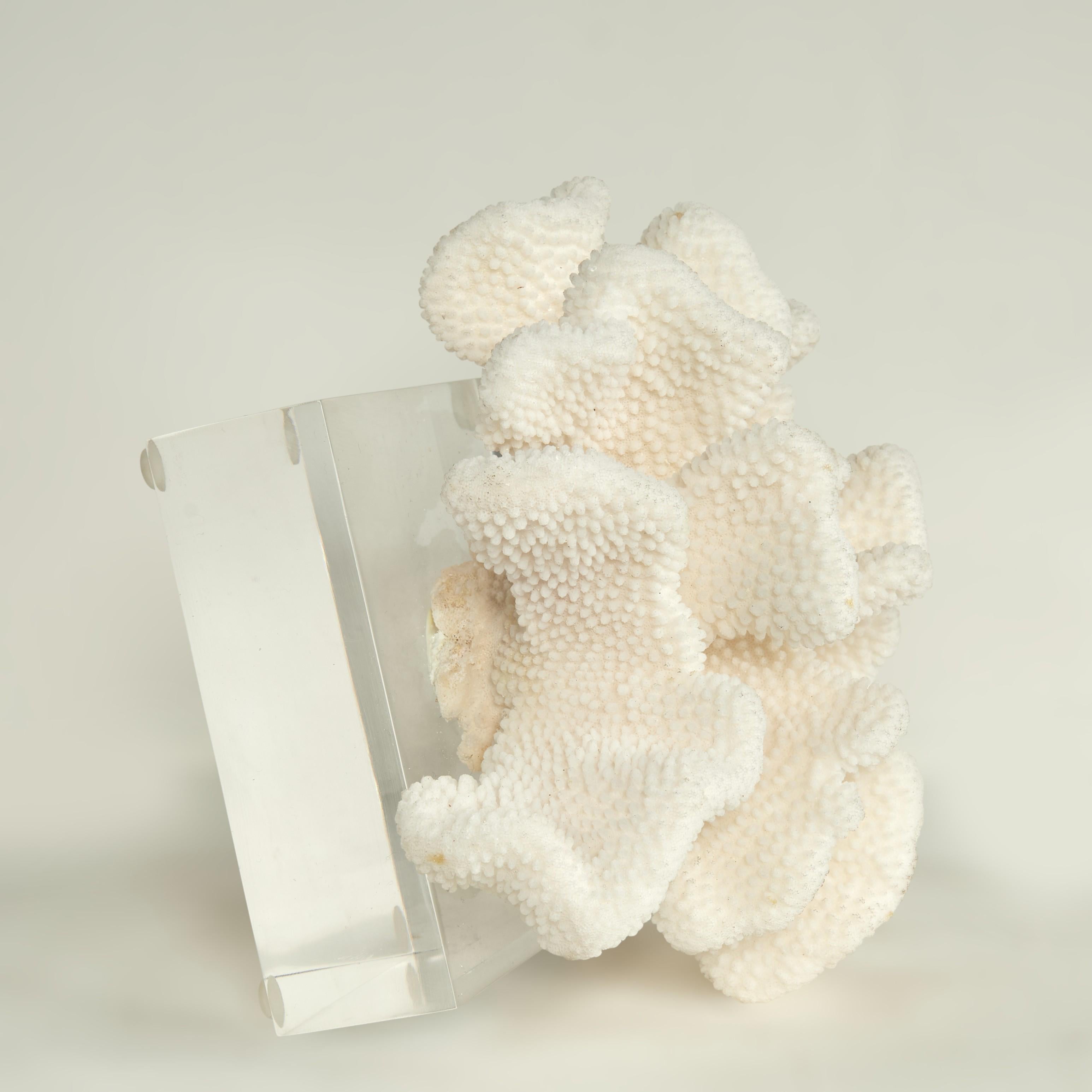 Coral Sculpture on Lucite Base For Sale 7