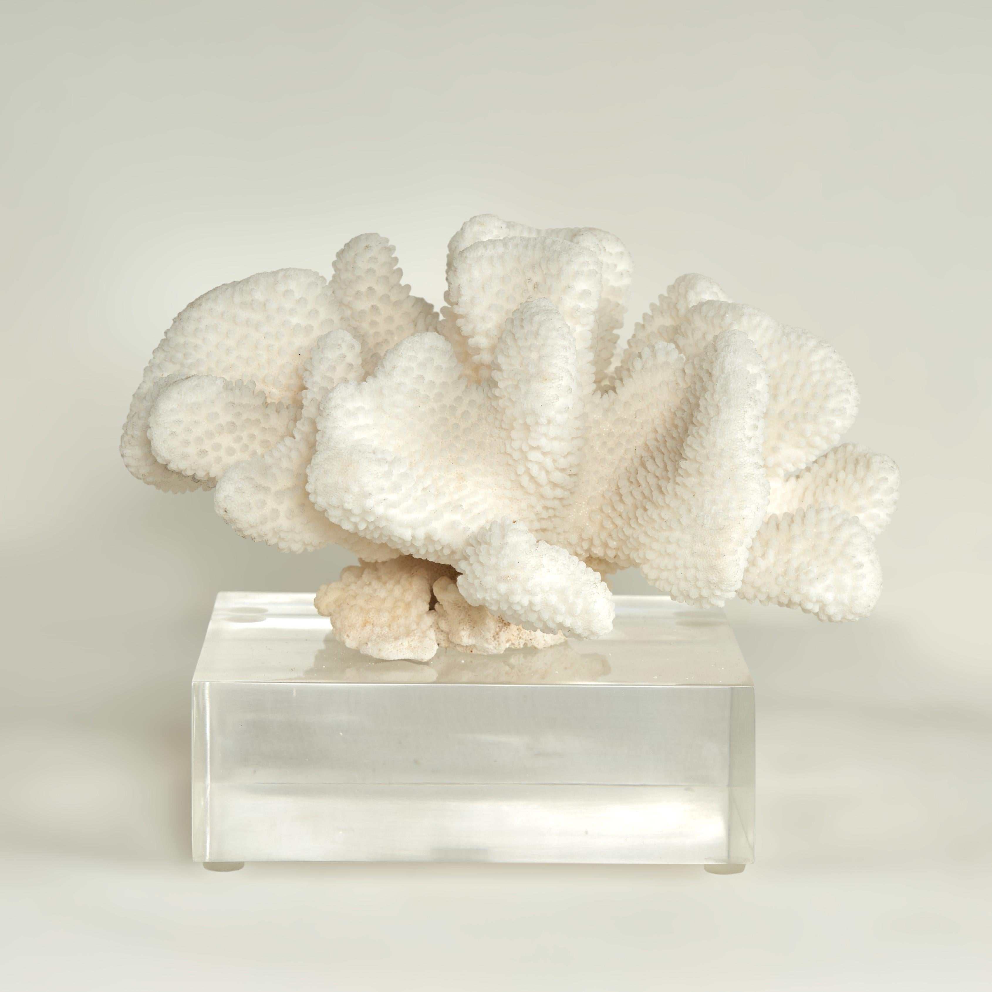 Coral Sculpture on Lucite Base - Beige Abstract Sculpture by F.S. Henemader