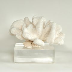Coral Sculpture on Lucite Base