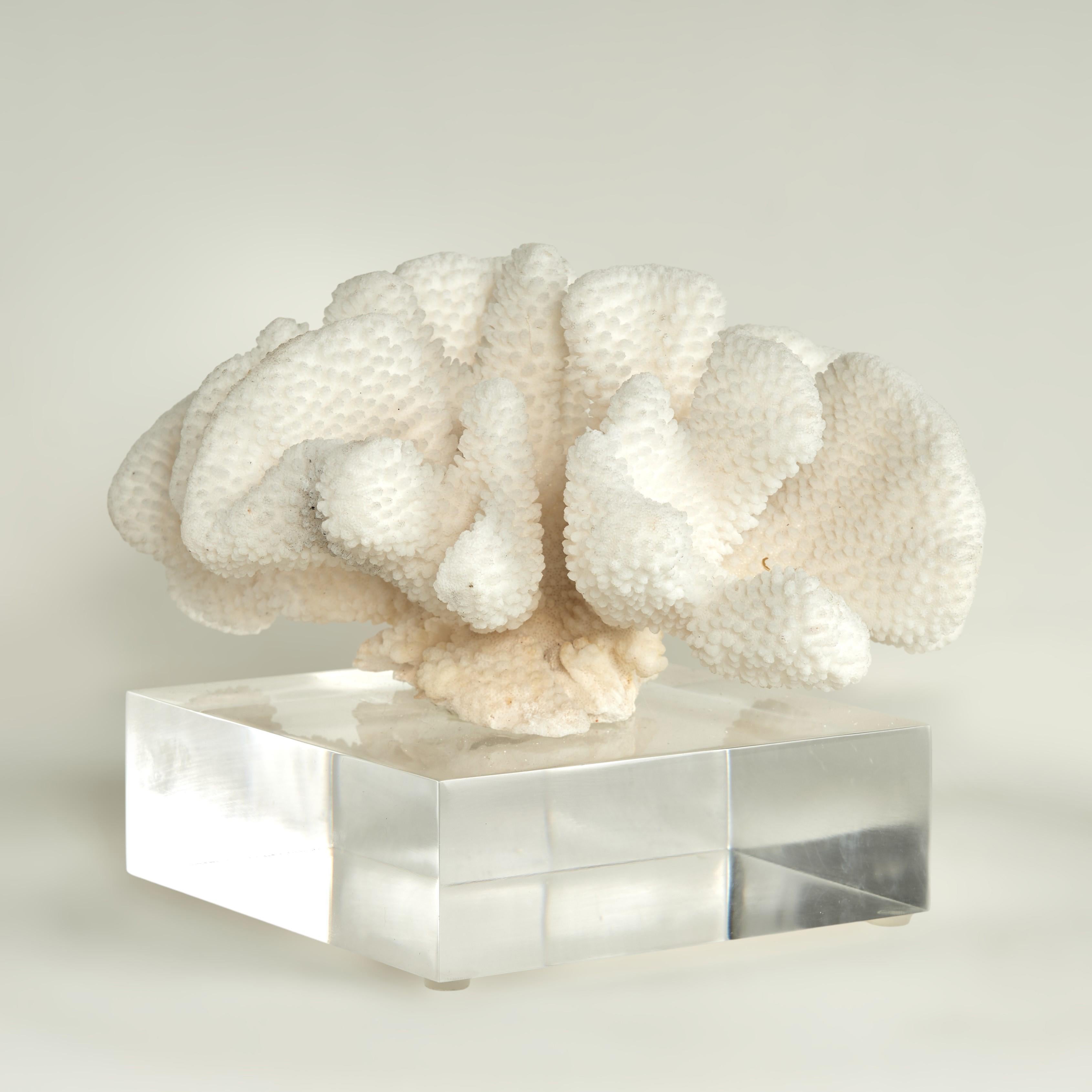 Lofty one of a kind Pacific Elkhorn coral sculpture or assemblage handcrafted from sustainable coral and presented on a lucite base. Designed and crafted exclusively by F S Henemader Antiques.

Base: H: 2 W: 6 D: 6