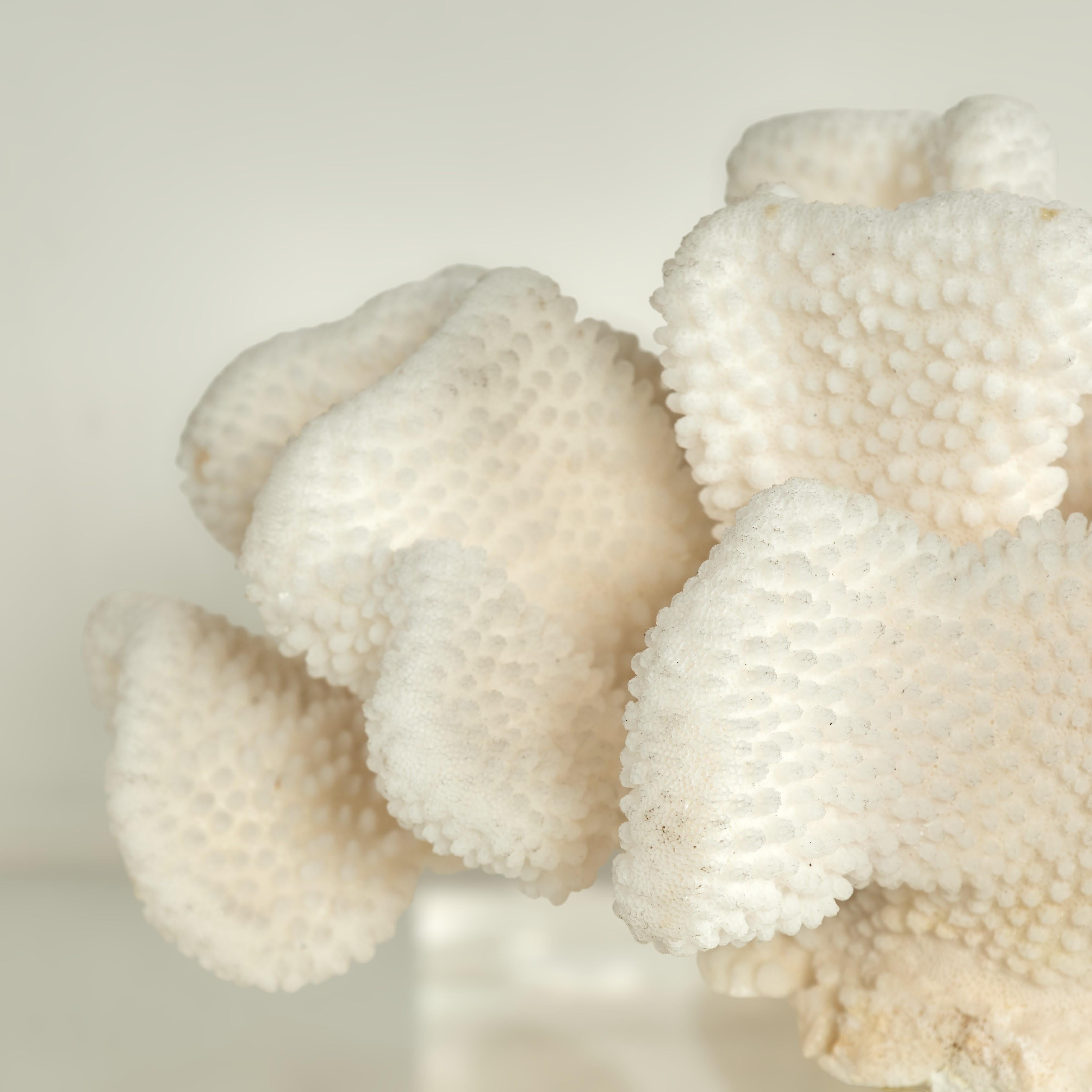 Coral Sculpture on Lucite Base For Sale 2