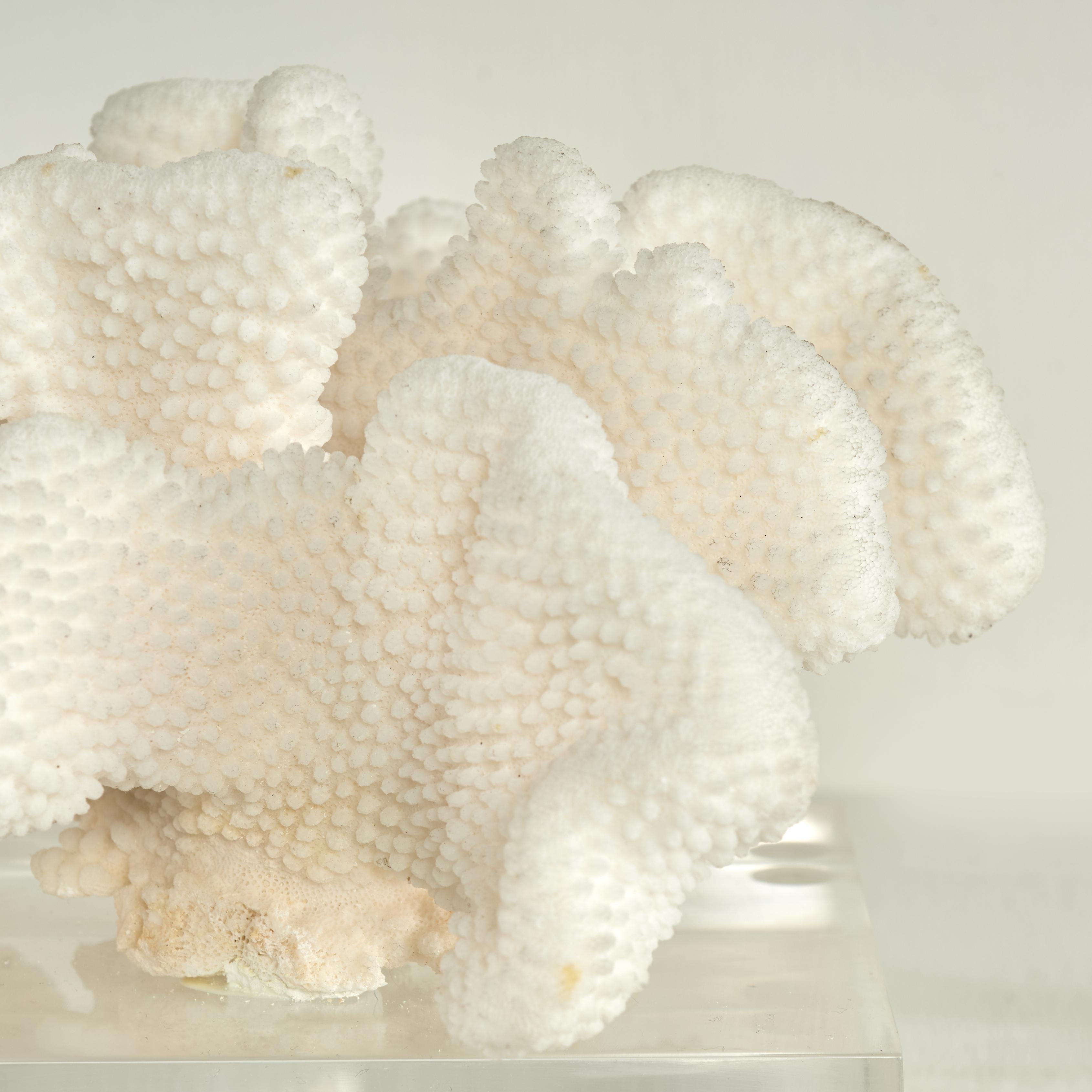 Coral Sculpture on Lucite Base For Sale 3