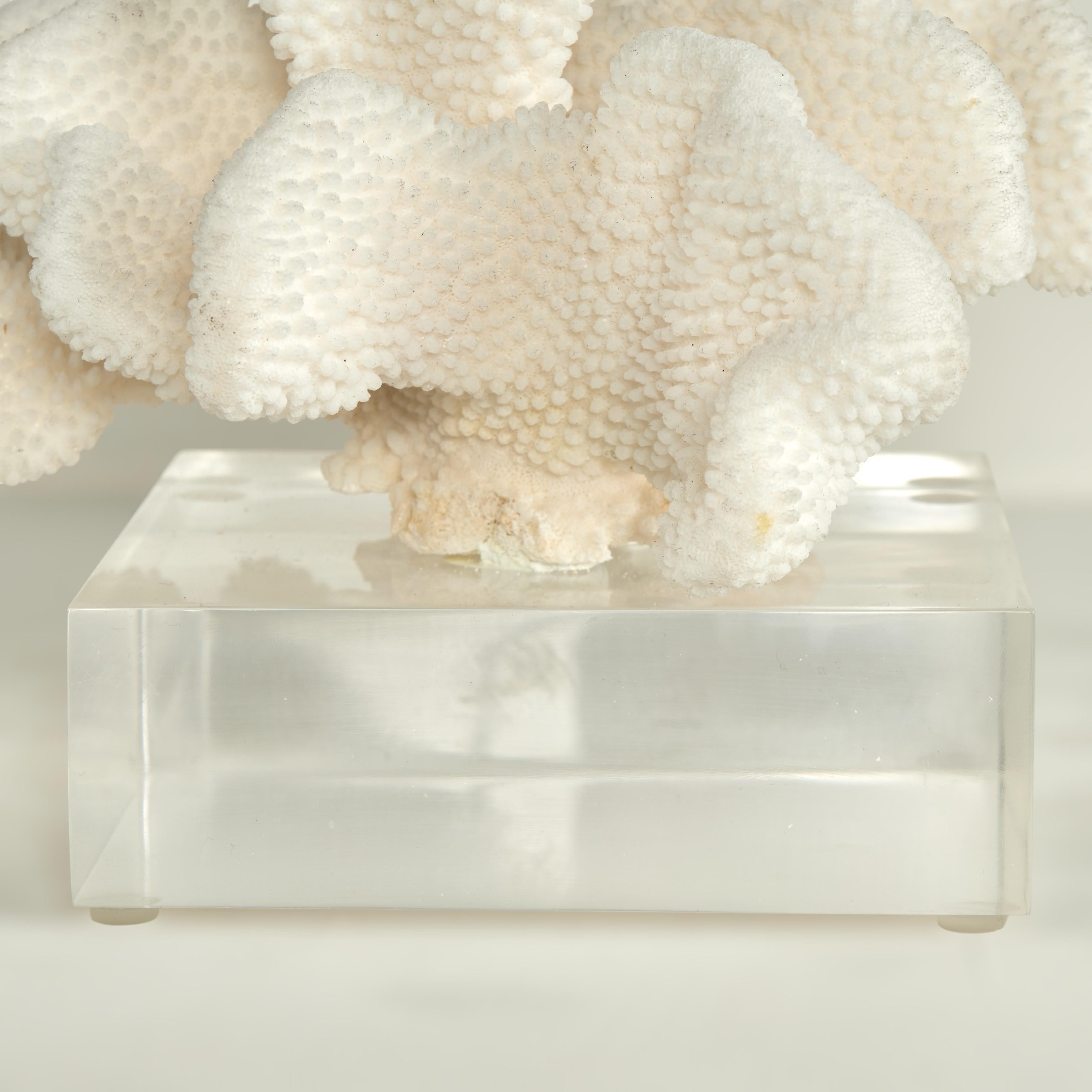 Coral Sculpture on Lucite Base For Sale 4