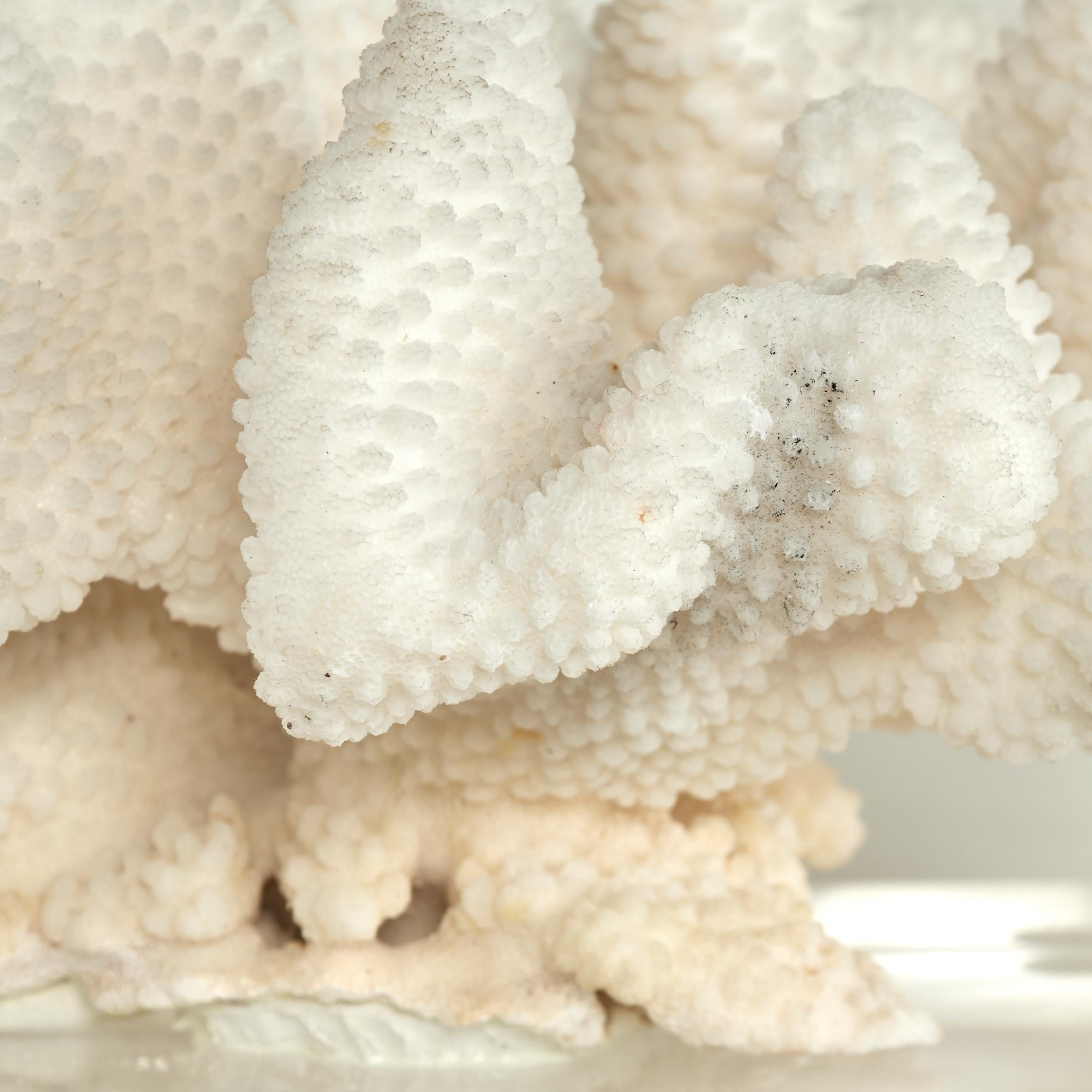 Coral Sculpture on Lucite Base For Sale 5