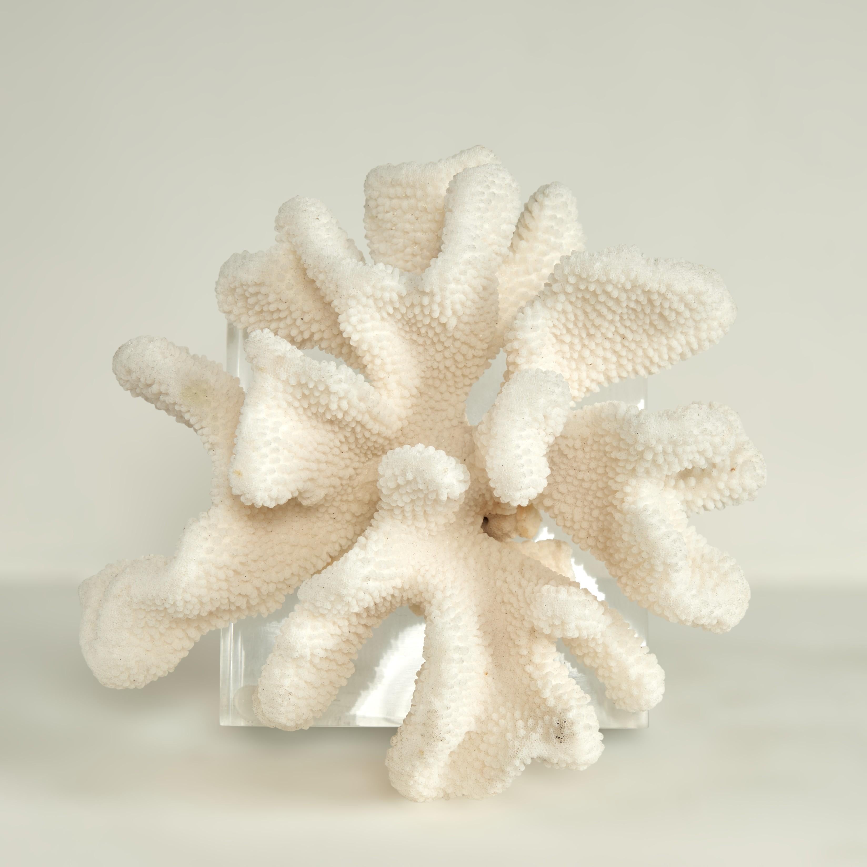 Coral Sculpture on Lucite Base For Sale 6