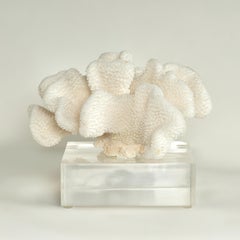 Coral Sculpture on Lucite Base