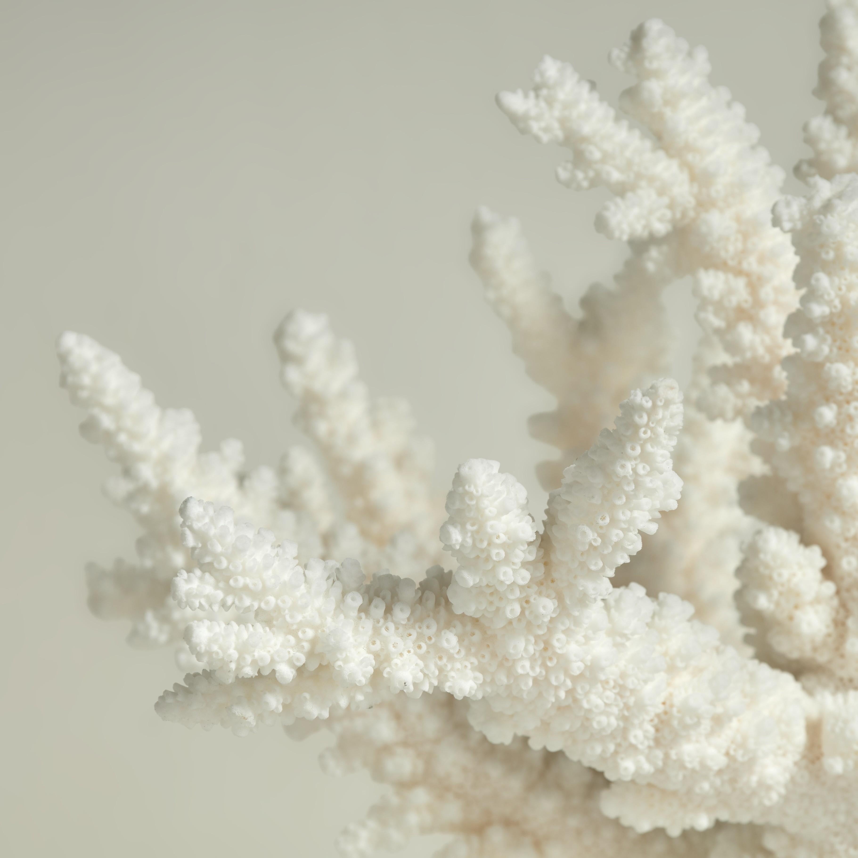 Drei Branch Coral Skulpturen auf Lucite im Angebot 6