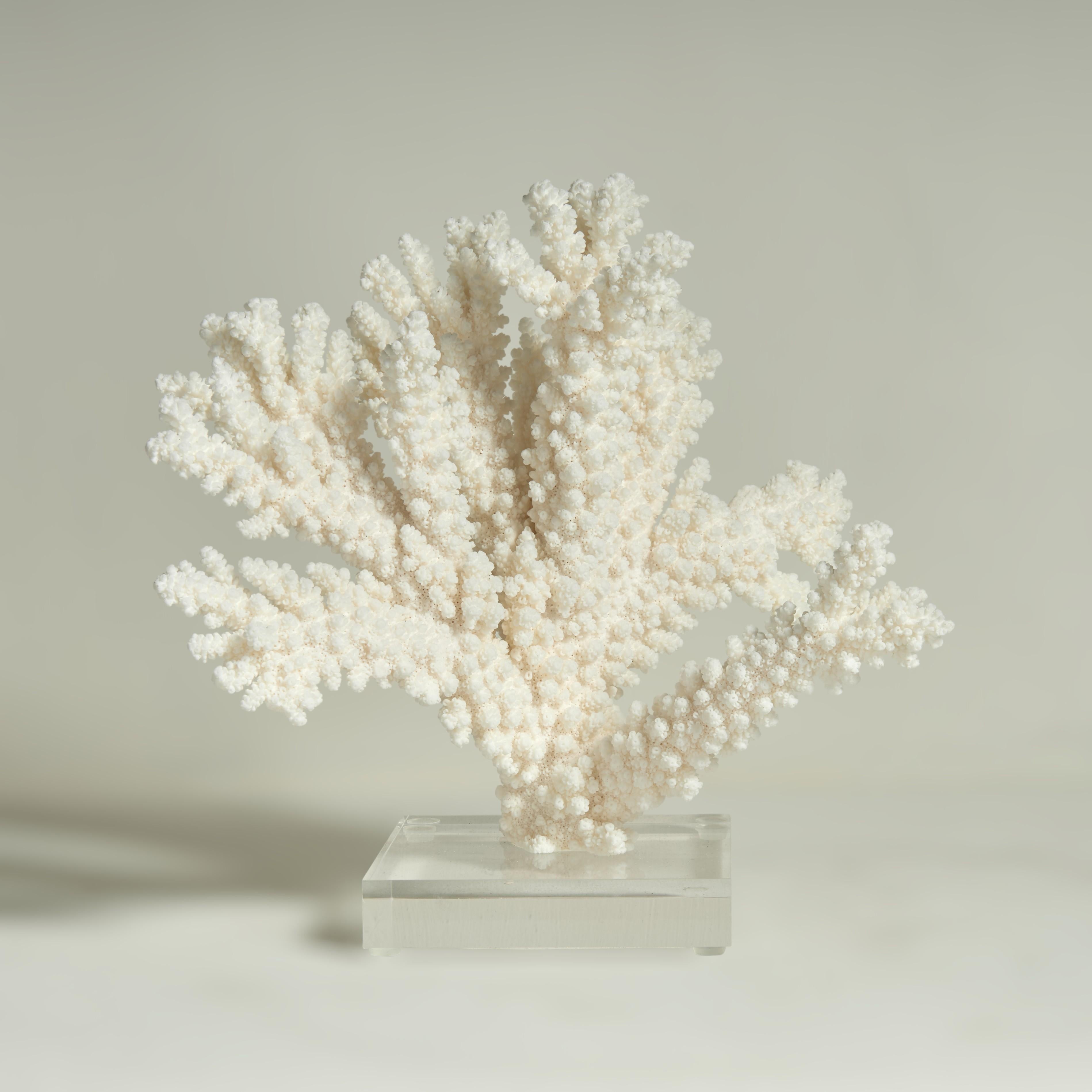 Drei Branch Coral Skulpturen auf Lucite – Sculpture von F.S. Henemader