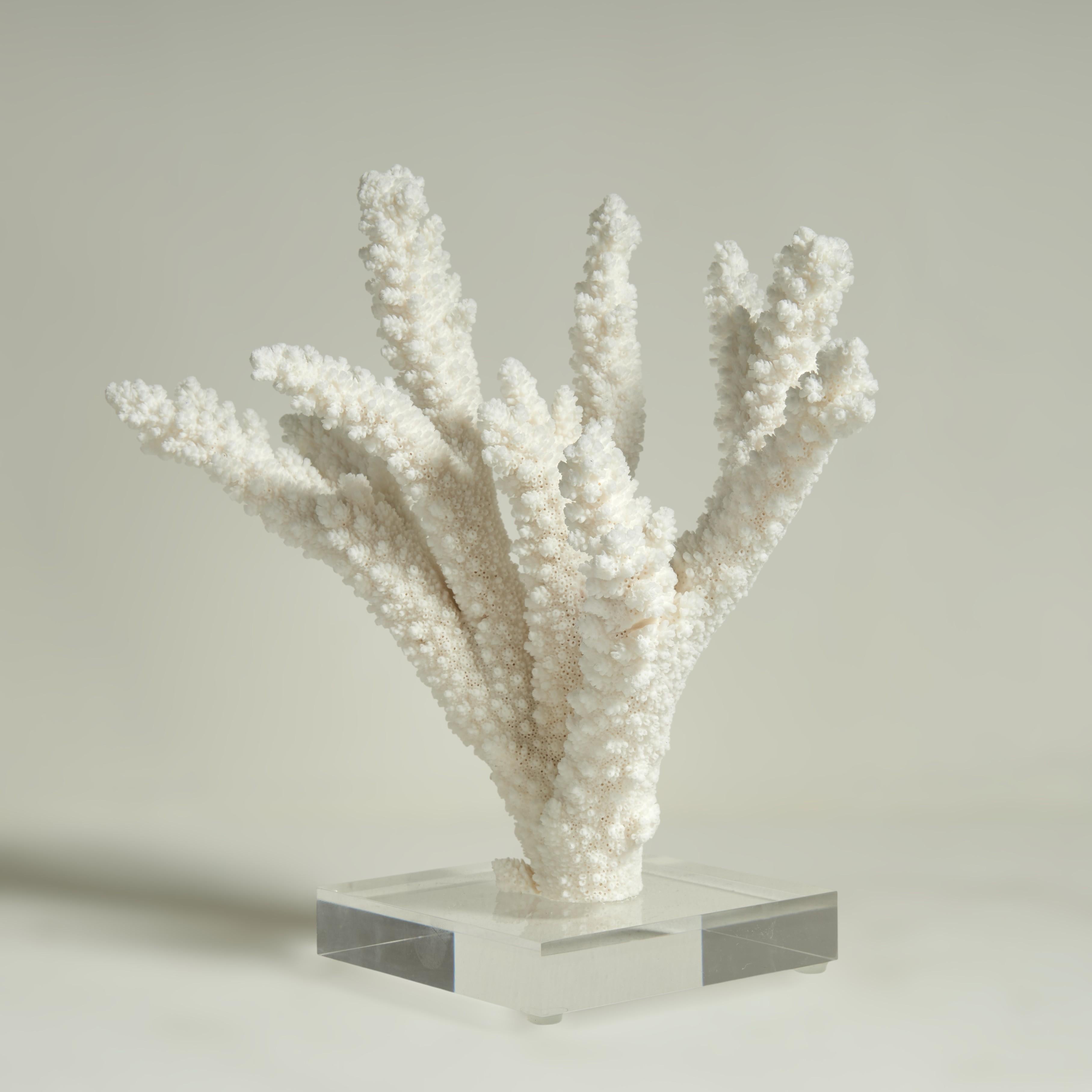 Drei Branch Coral Skulpturen auf Lucite im Angebot 1