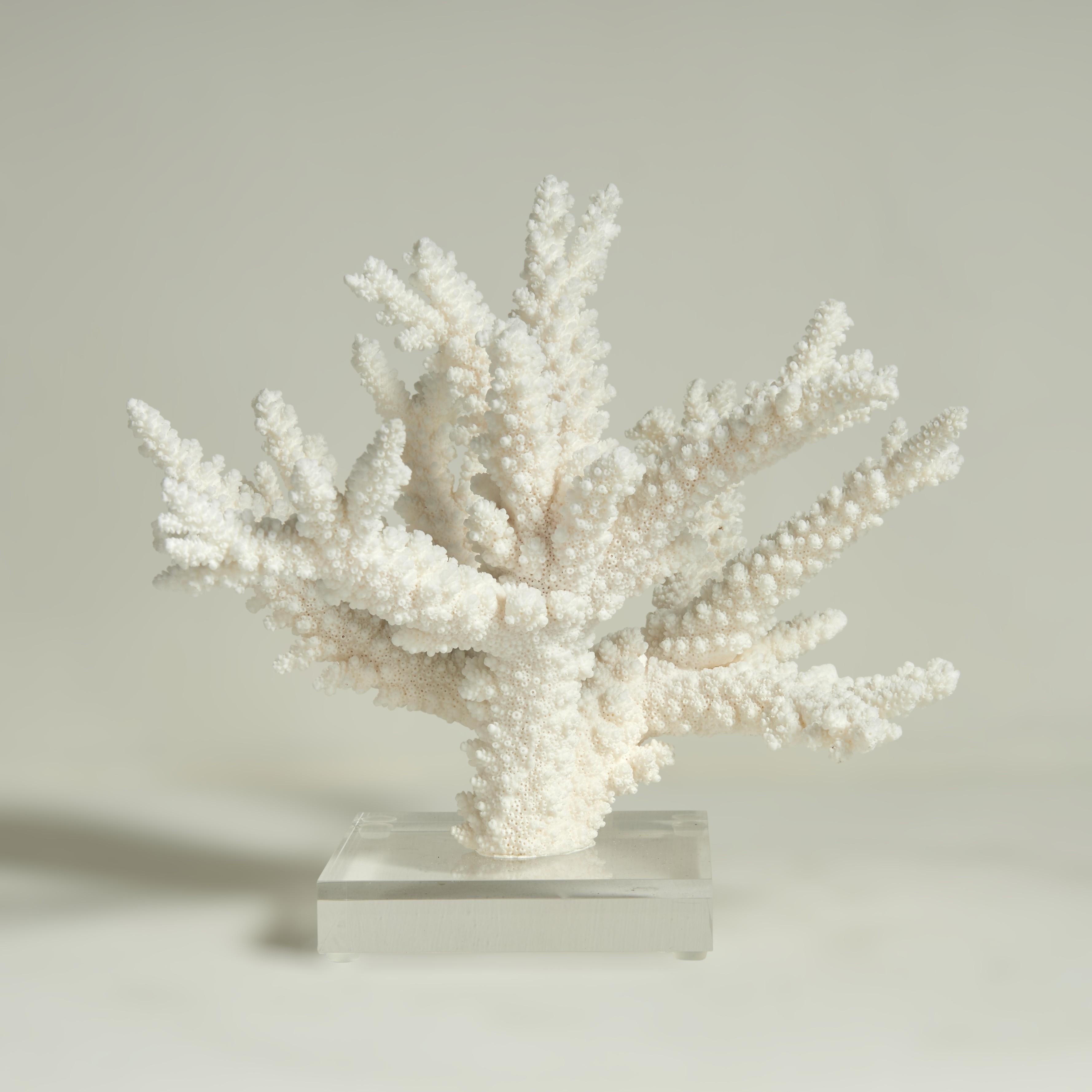 Drei Branch Coral Skulpturen auf Lucite im Angebot 3