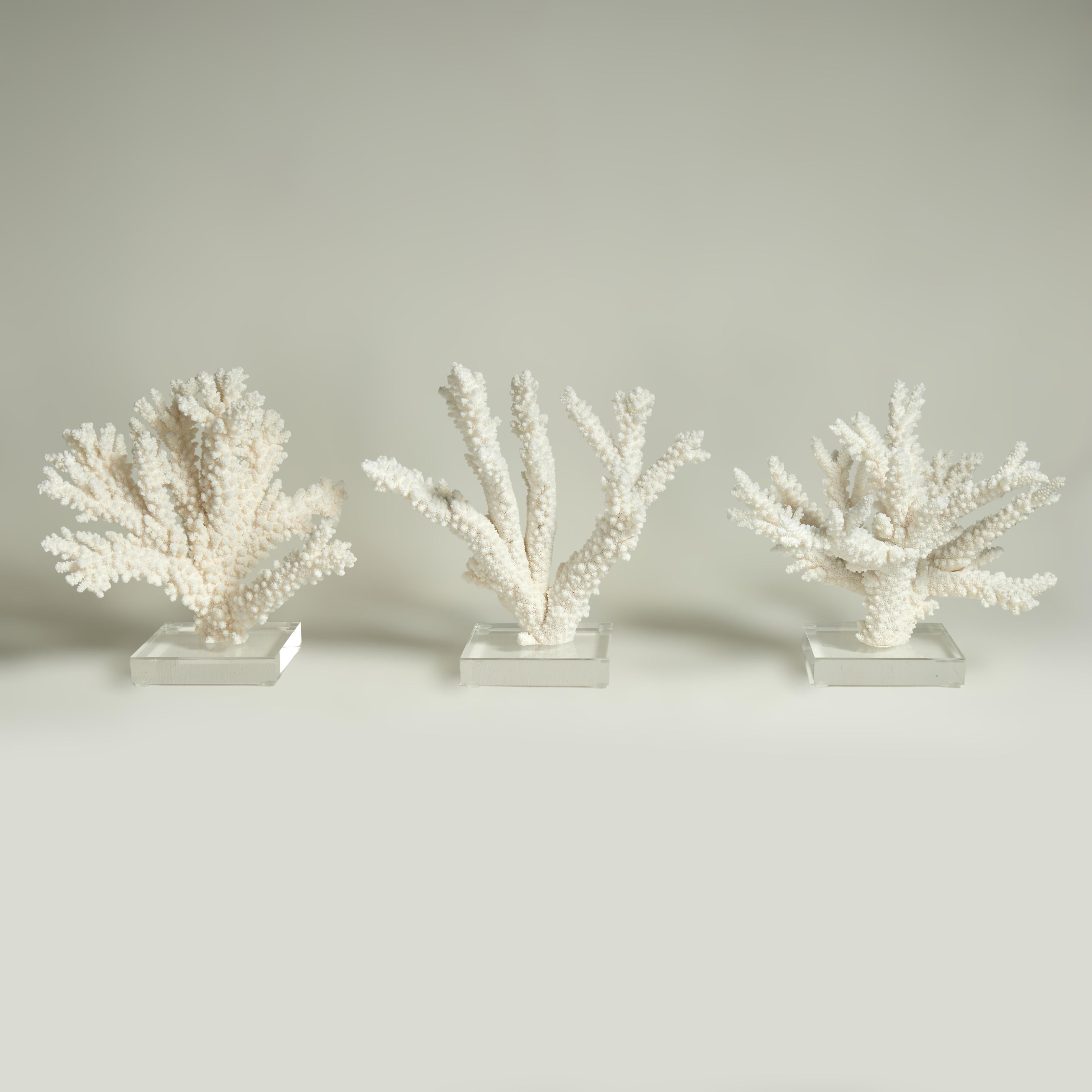 Drei Branch Coral Skulpturen auf Lucite