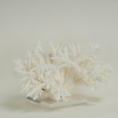 White Coral Sculpture or Assemblage on Lucite