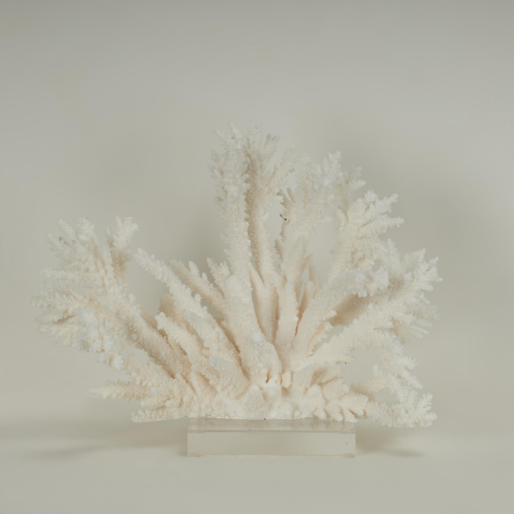 White Coral Sculpture or Assemblage on Lucite