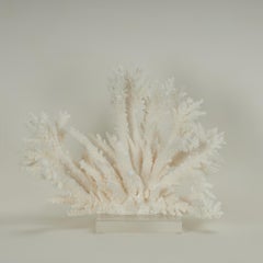 White Coral Sculpture or Assemblage on Lucite