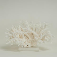 White Coral Sculpture or Assemblage on Lucite