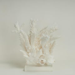 White Coral Sculpture or Assemblage on Lucite