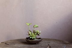 Fukinotoh by Yumiko Kuwahata / Bonsai / wabi-sabi
