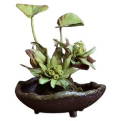 Fukinotoh by Yumiko Kuwahata / Bonsai / wabi-sabi