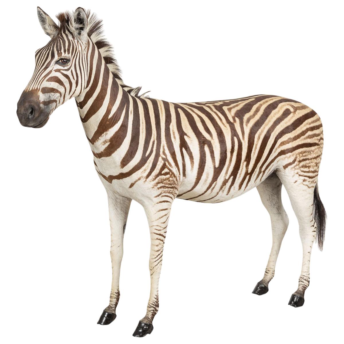Fullmount Taxidermy Zebra For Sale at 1stDibs