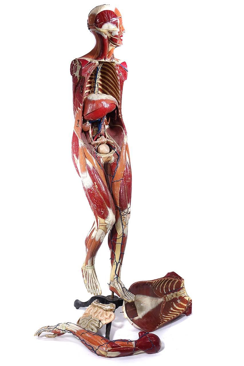 anatomy models art