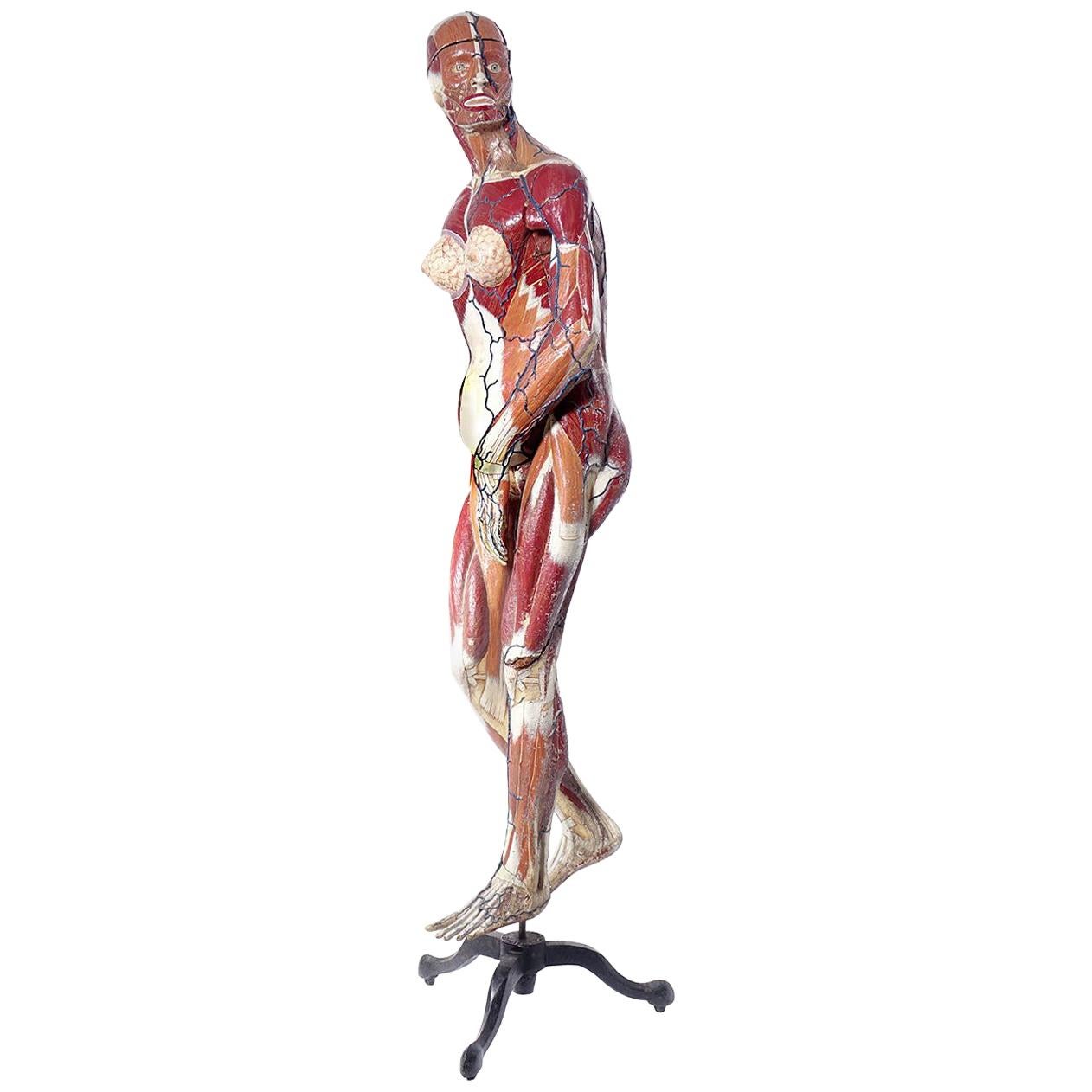 Full Size Dr. Auzoux Female Anatomical Model