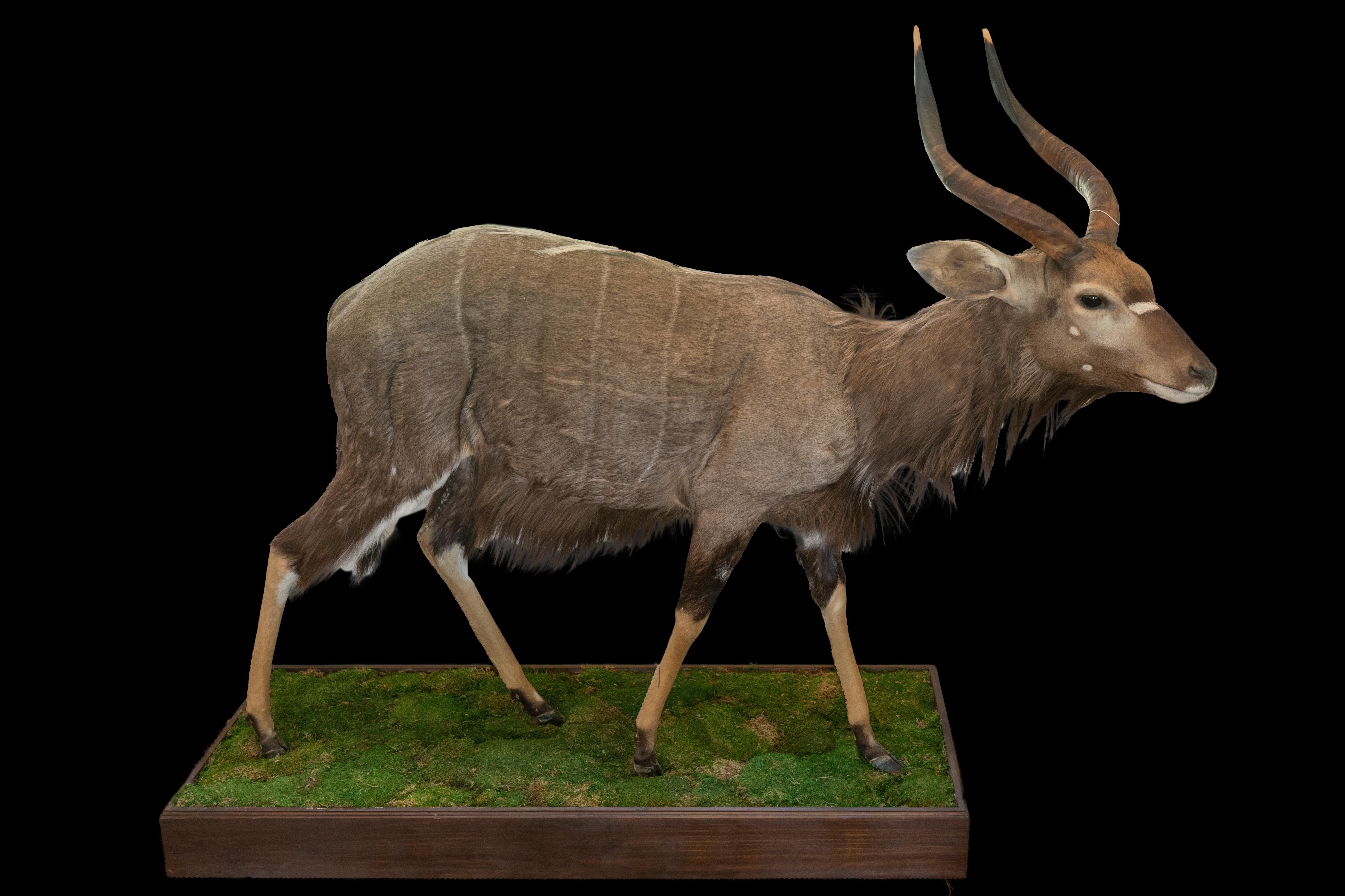 Diese Nyala-Taxidermie in Originalgröße ist ein beeindruckendes Stück, das die Schönheit und Majestät dieser prächtigen afrikanischen Antilope widerspiegelt. Auf einem naturalistischen grünen Grassockel montiert, misst diese Passepartout ca. 70