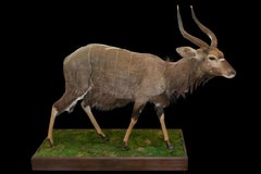 Full Size Nyala Taxidermy on Naturalistic Base