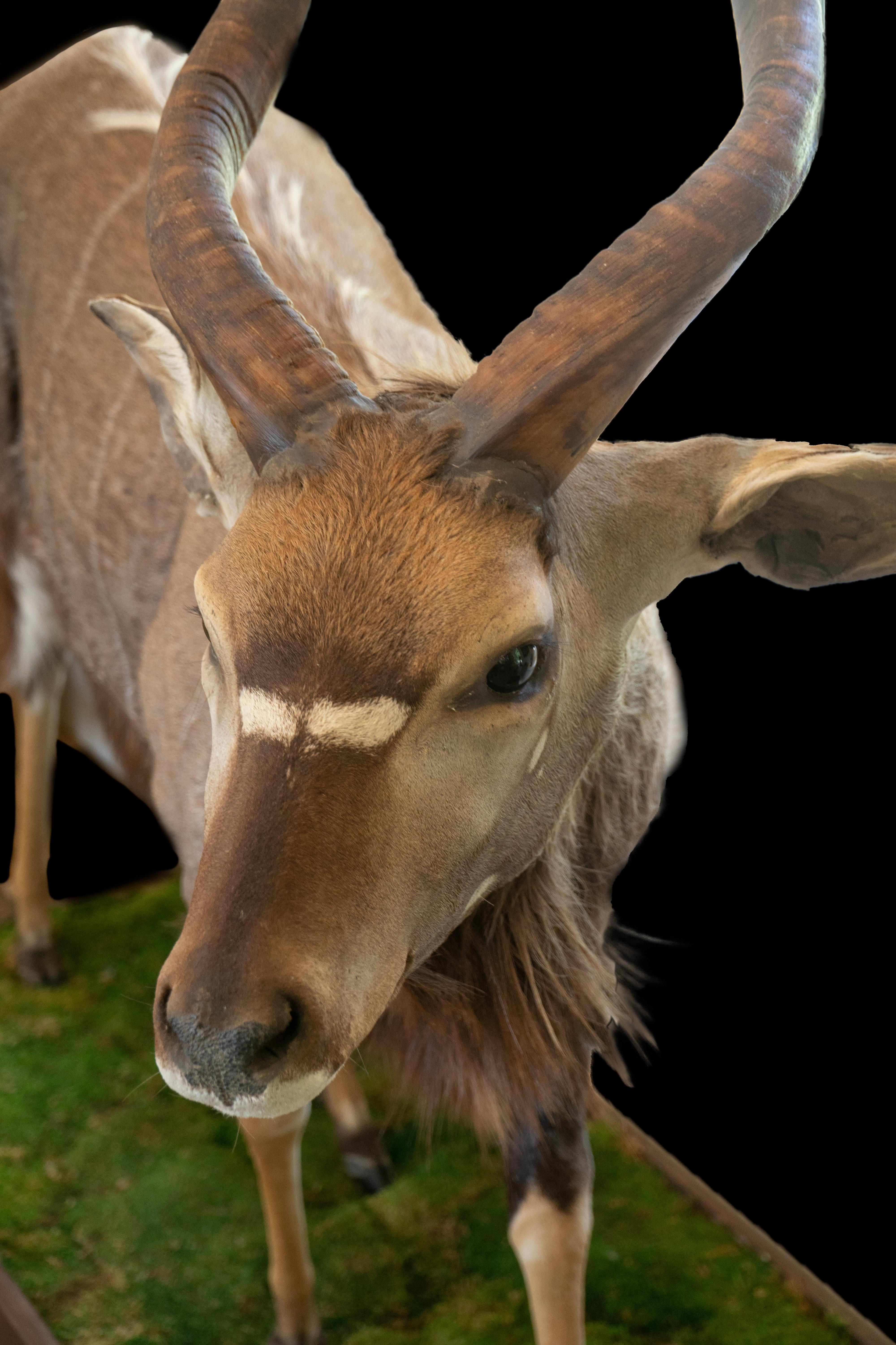 Taxidermie Nyala grandeur nature sur socle naturaliste Excellent état - En vente à New York, NY