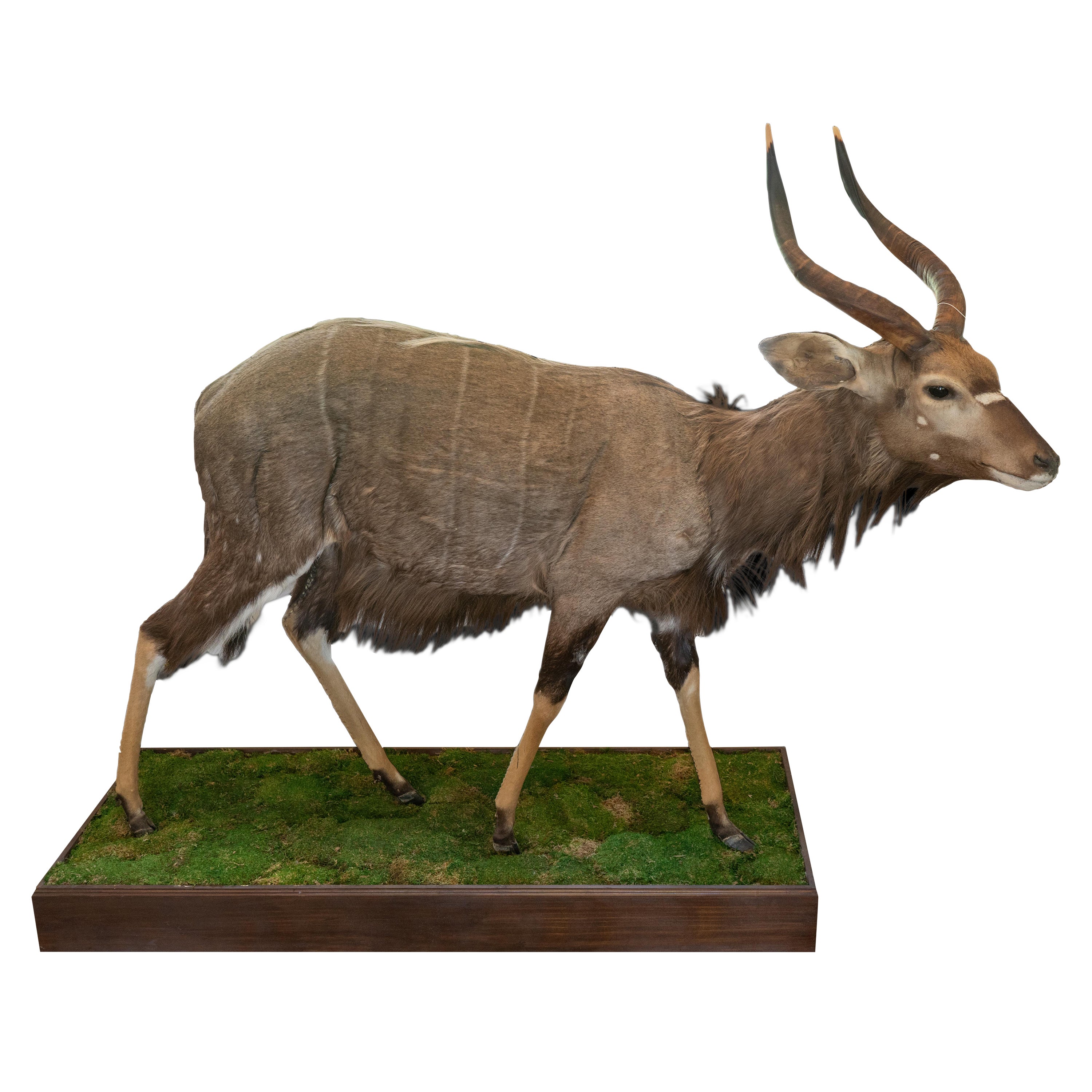 Full Size Nyala Taxidermy on Naturalistic Base