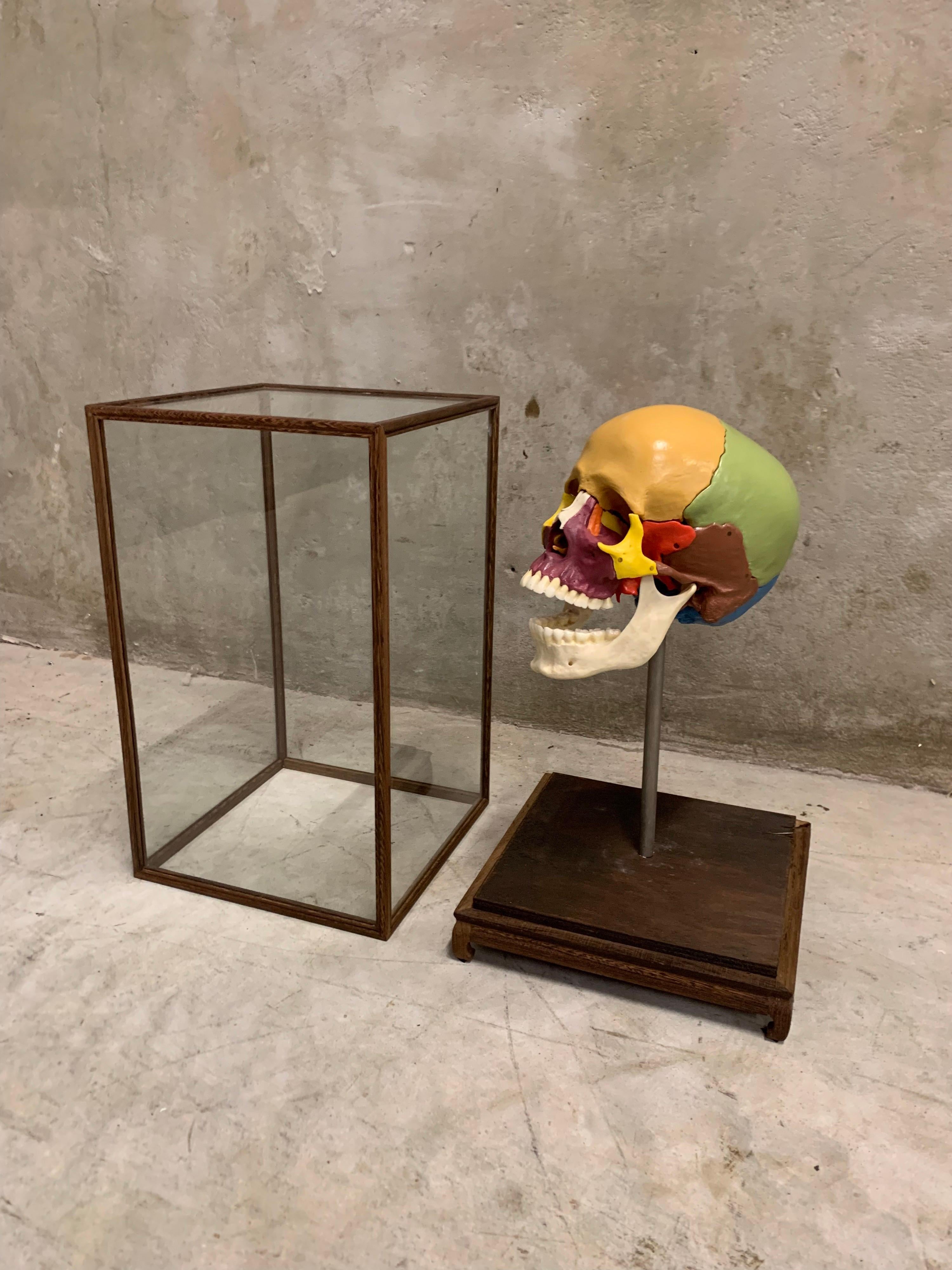 animal skull display case