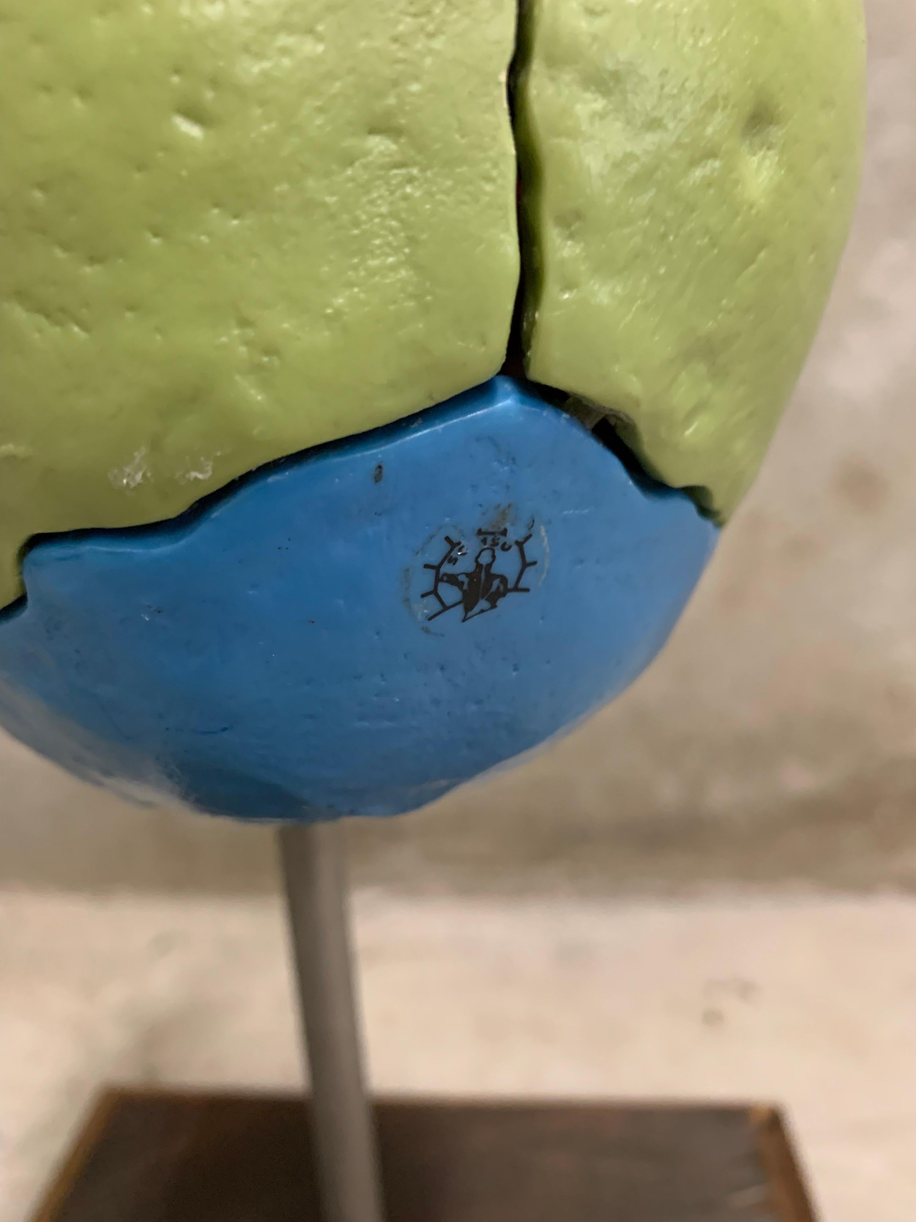 Other Full-Size Somso Skull Learning Model in Display Case, 1990's