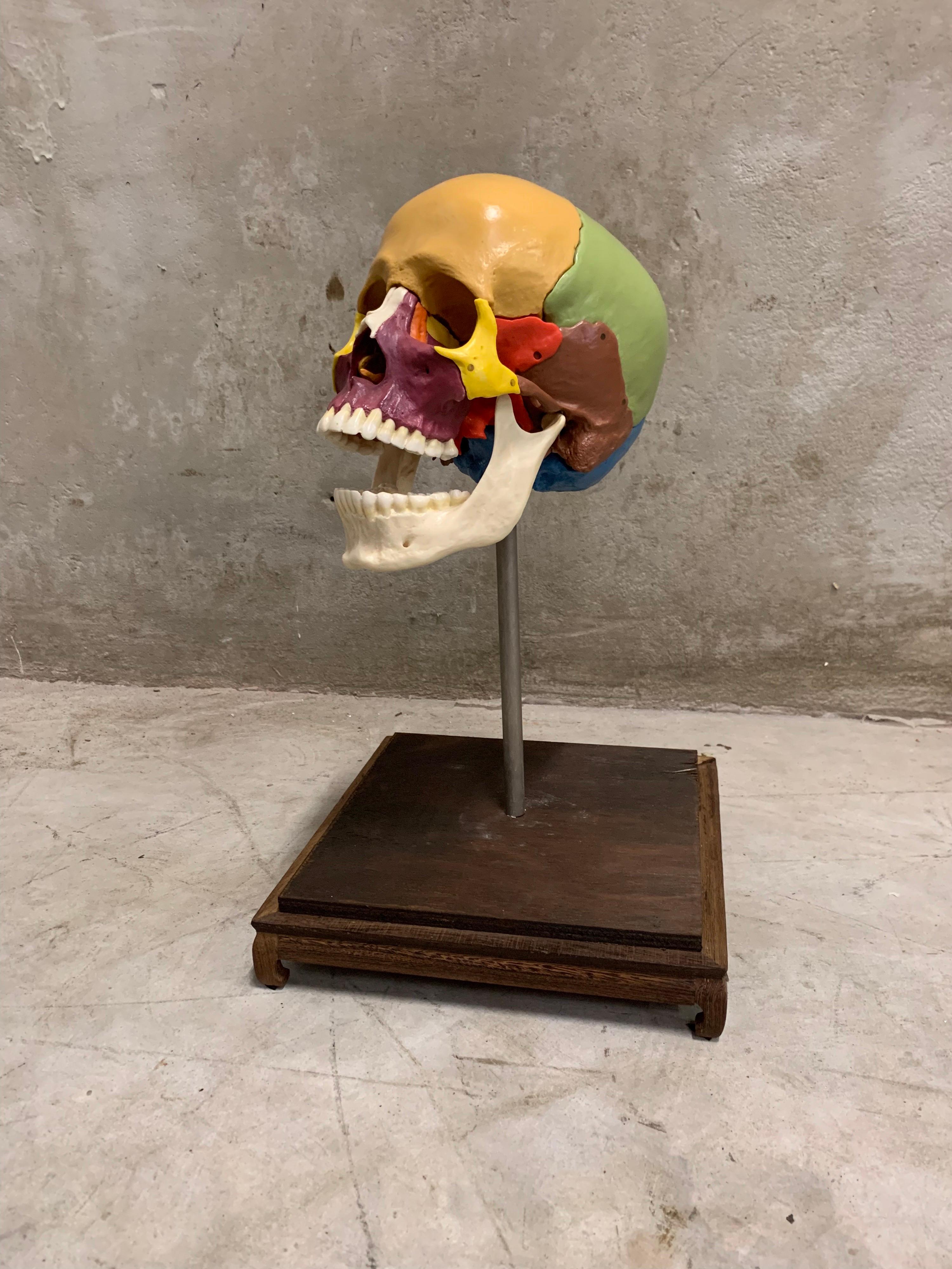 Late 20th Century Full-Size Somso Skull Learning Model in Display Case, 1990's