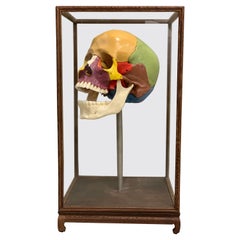 Full-Size Somso Skull Learning Model in Display Case, 1990's