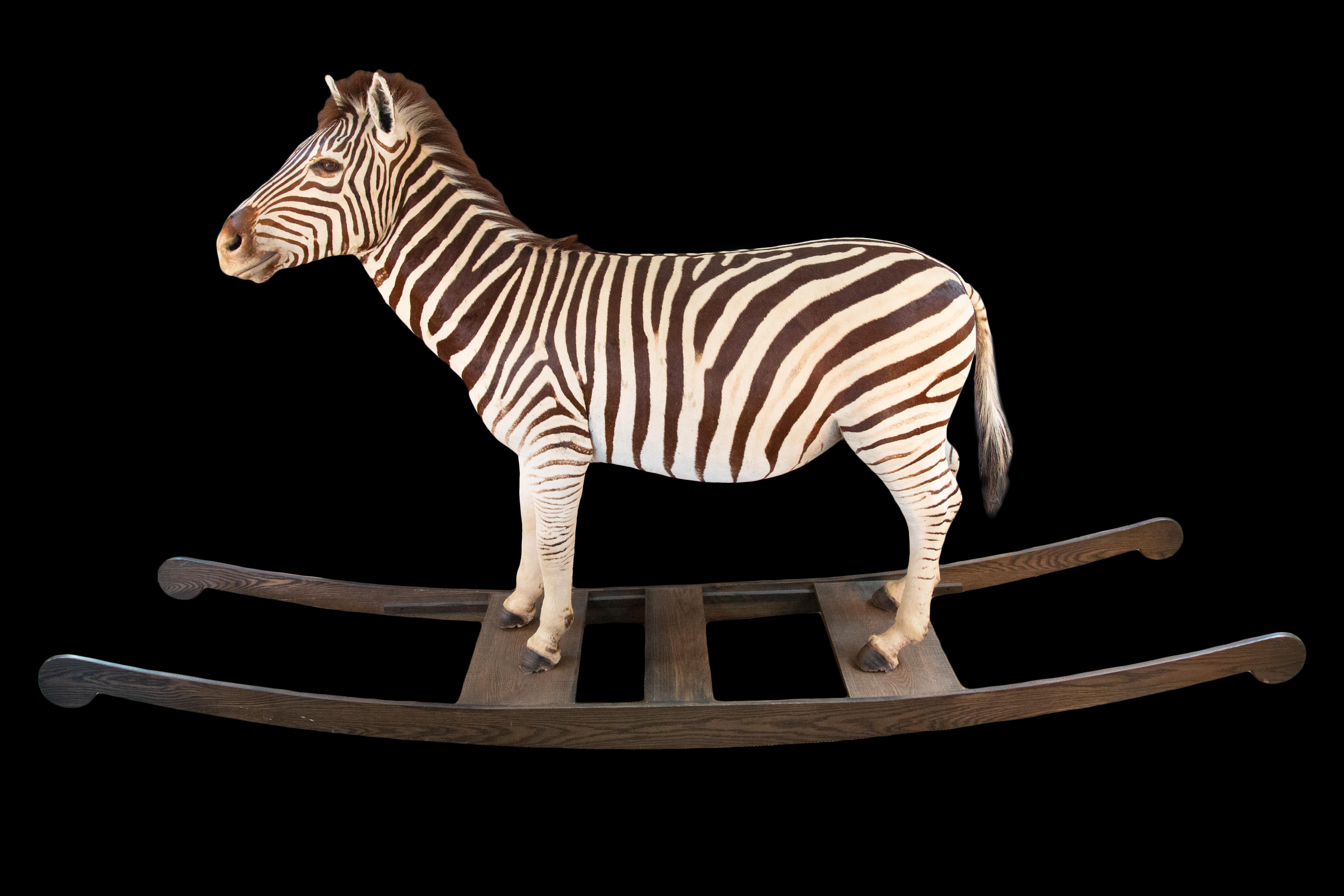 This extraordinary and unique item is a full-sized taxidermy zebra expertly mounted as a rocking zebra, akin to its distant cousin, the classic rocking horse. With its realistic and striking appearance, it is sure to be a focal point in any room or