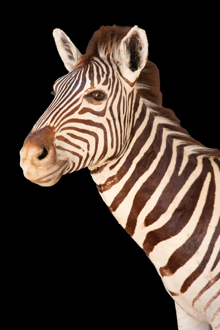 Full Sized Taxidermy Rocking Zebra For Sale at 1stDibs