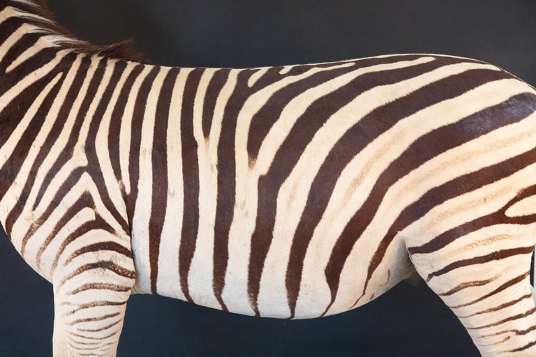 Full Sized Taxidermy Rocking Zebra For Sale at 1stDibs