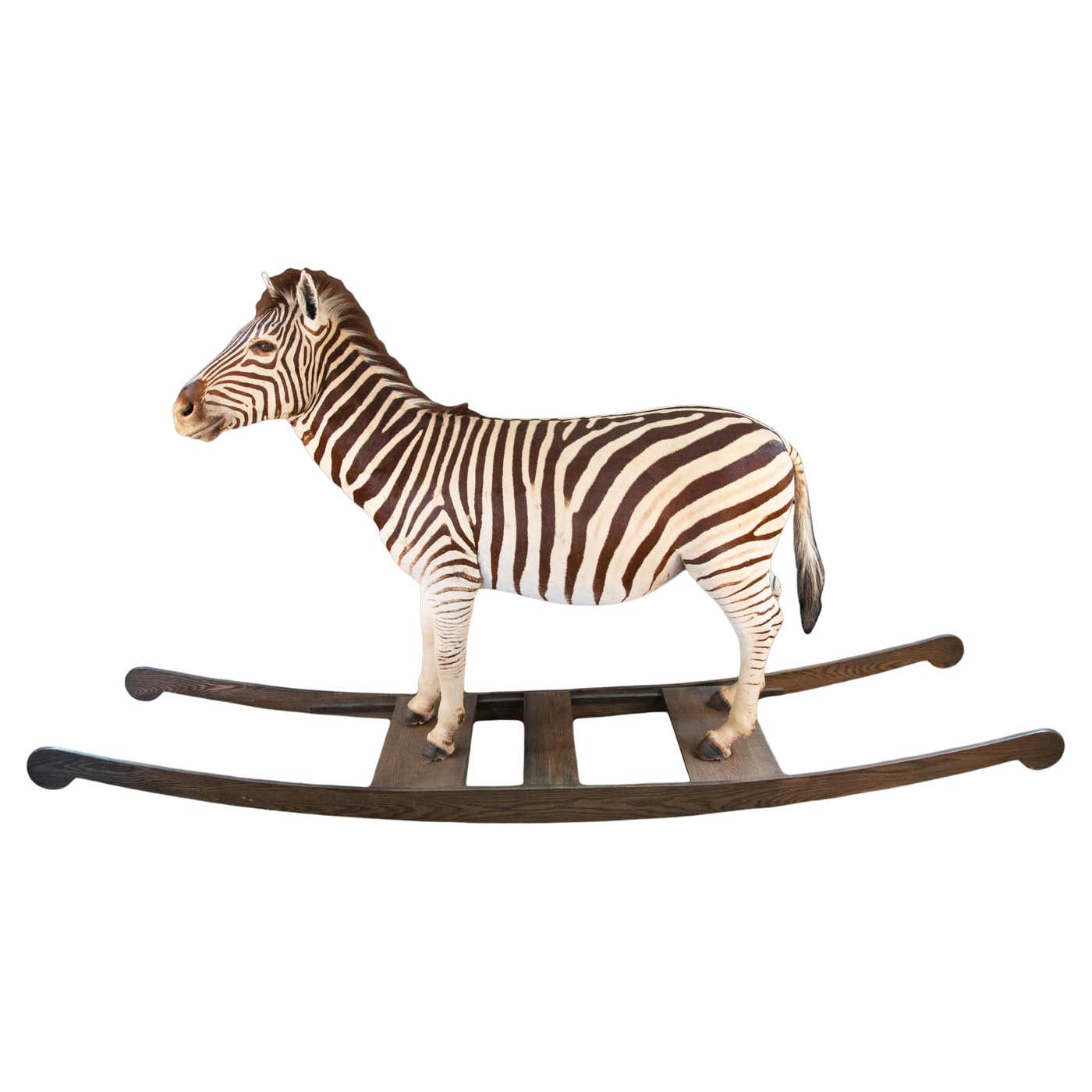 Full Sized Taxidermy Rocking Zebra at 1stDibs | rocking x taxidermy ...