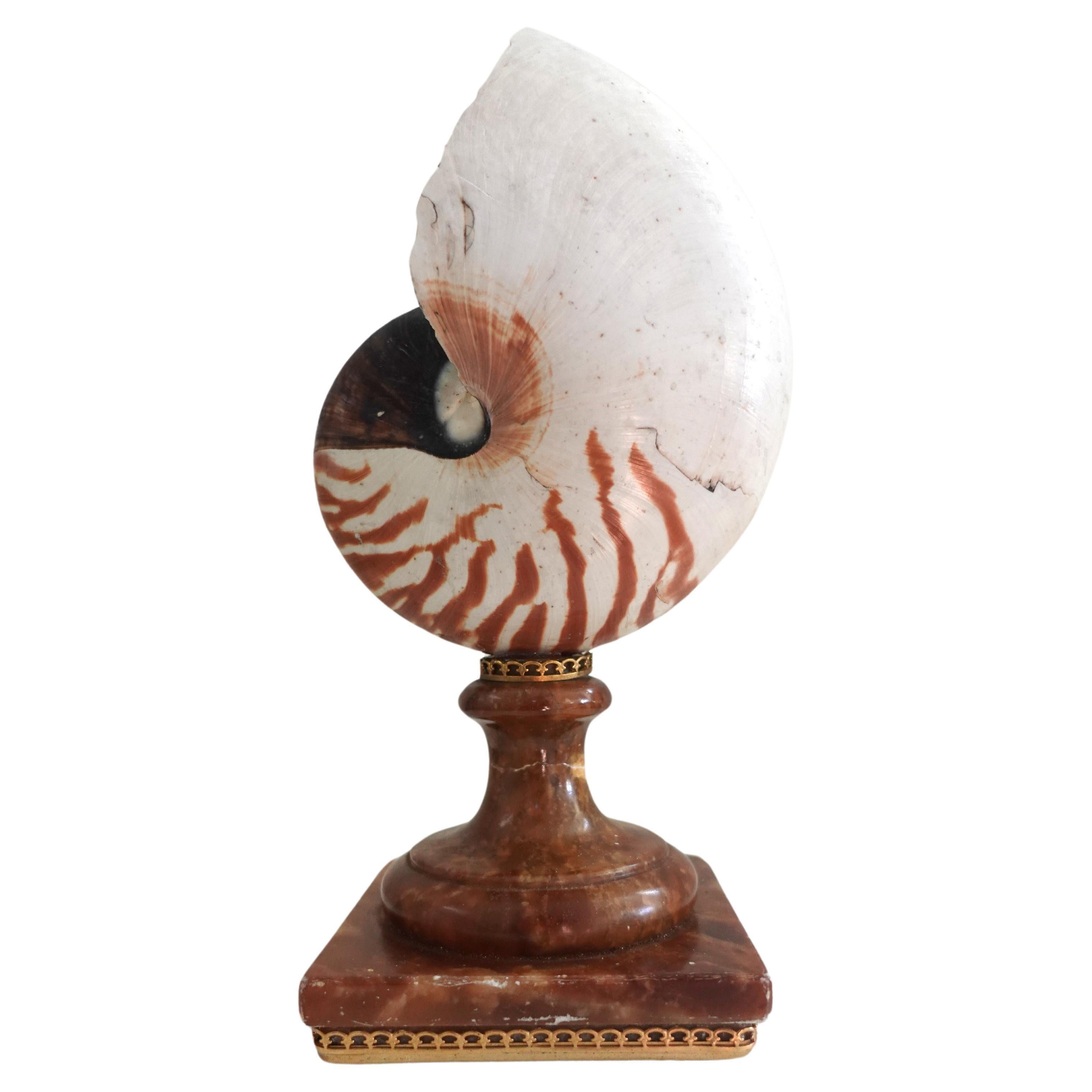 Baroque Fully Chambered Nautilus Shell mounted to a vintage Sicilian Alabaster base