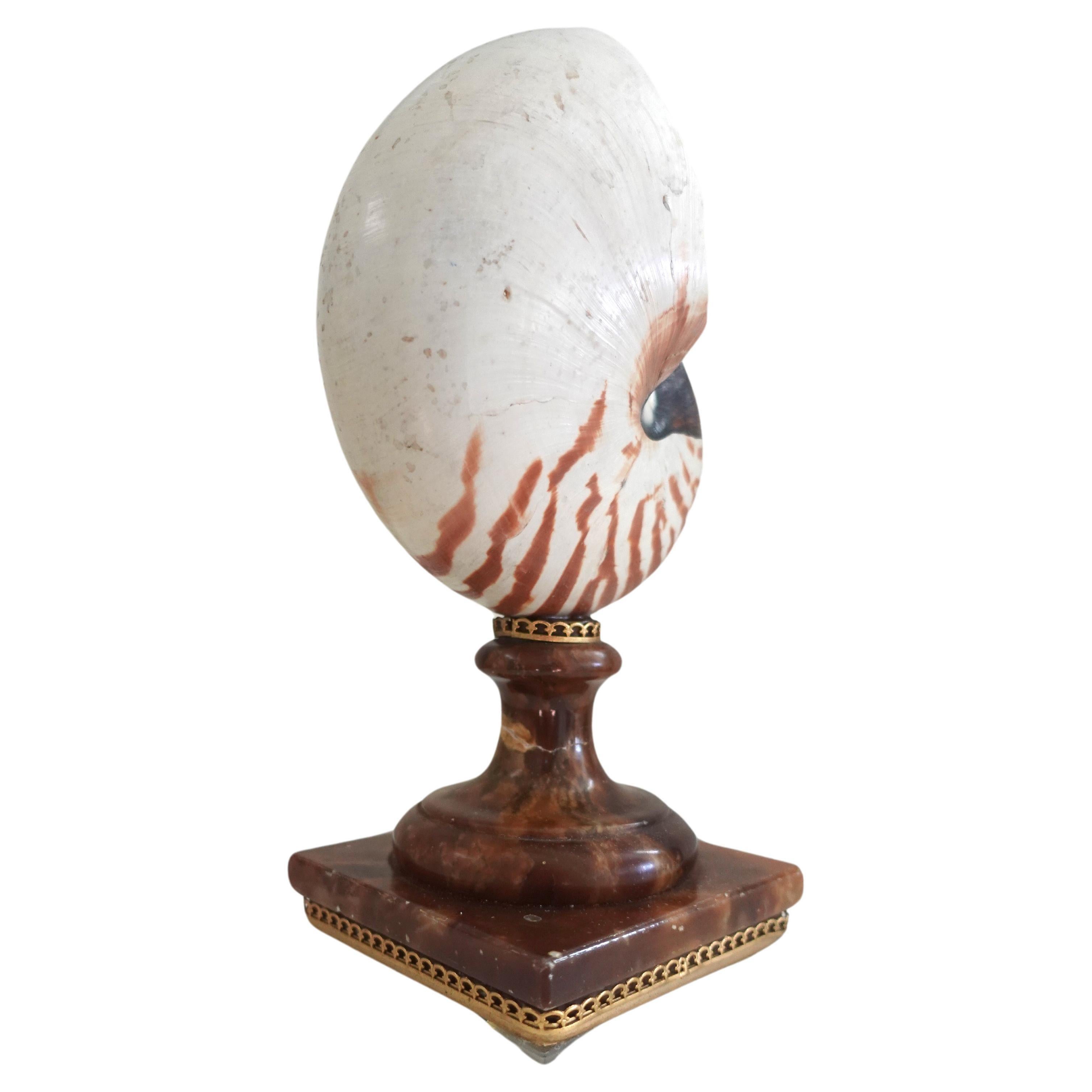Fully Chambered Nautilus Shell mounted to a vintage Sicilian Alabaster base In Fair Condition In Leesburg, VA