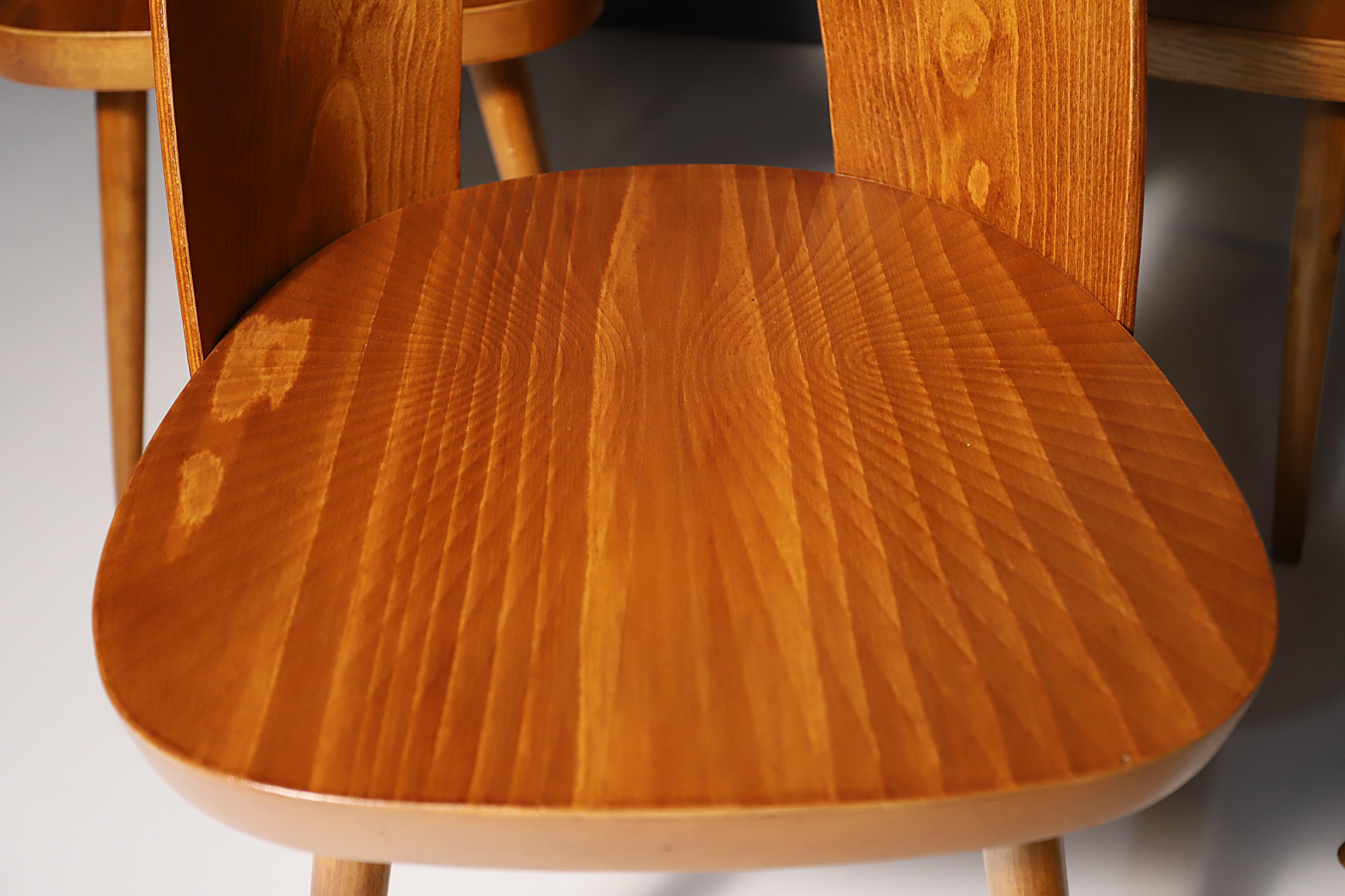 Mid-Century moderno Sedie in legno di faggio completamente restaurate di Antonín Šuman, Cecoslovacchia, set da 4 in vendita