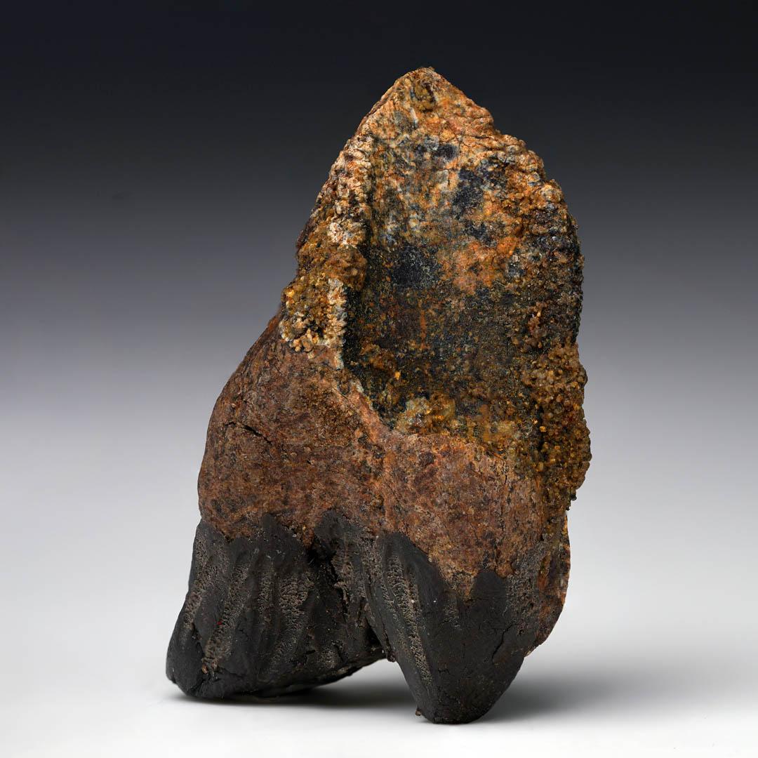 This fully rooted Triceratops tooth offers an exceptional glimpse into the life of one of the most iconic herbivores of the Cretaceous. This remarkably preserved specimen from the Upper Cretaceous period 70 million years ago features both crown and