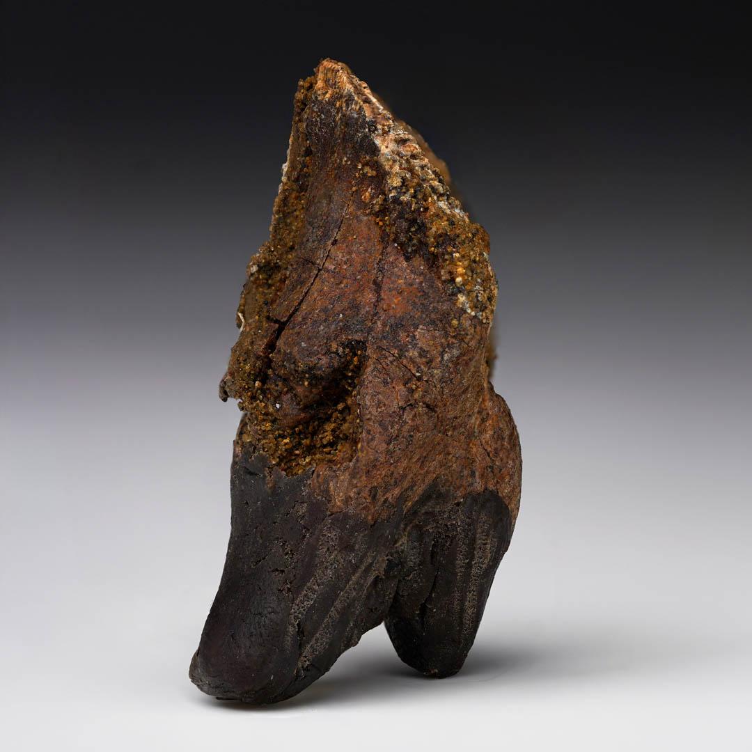 American Fully Rooted Triceratops Tooth For Sale