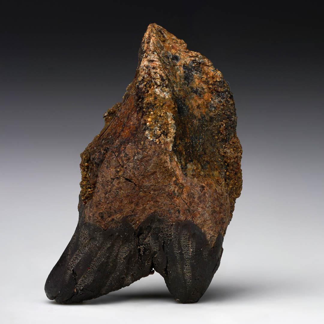 Fully Rooted Triceratops Tooth In Excellent Condition For Sale In New York, NY