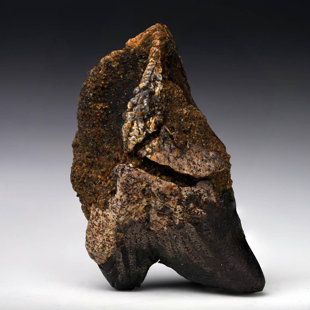 18th Century and Earlier Fully Rooted Triceratops Tooth For Sale