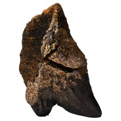 Fully Rooted Triceratops Tooth