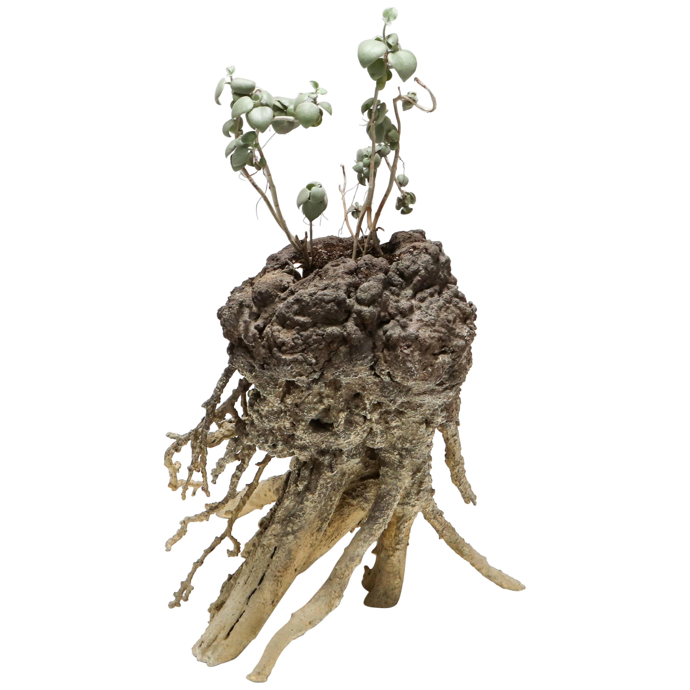 Functional Art Planters 'Mnetonimic Pneumatophres ii' by Touche-Touche For Sale