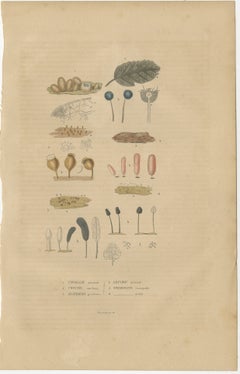 Fungal Forms: Illustrations of Mycological Diversity, 1845