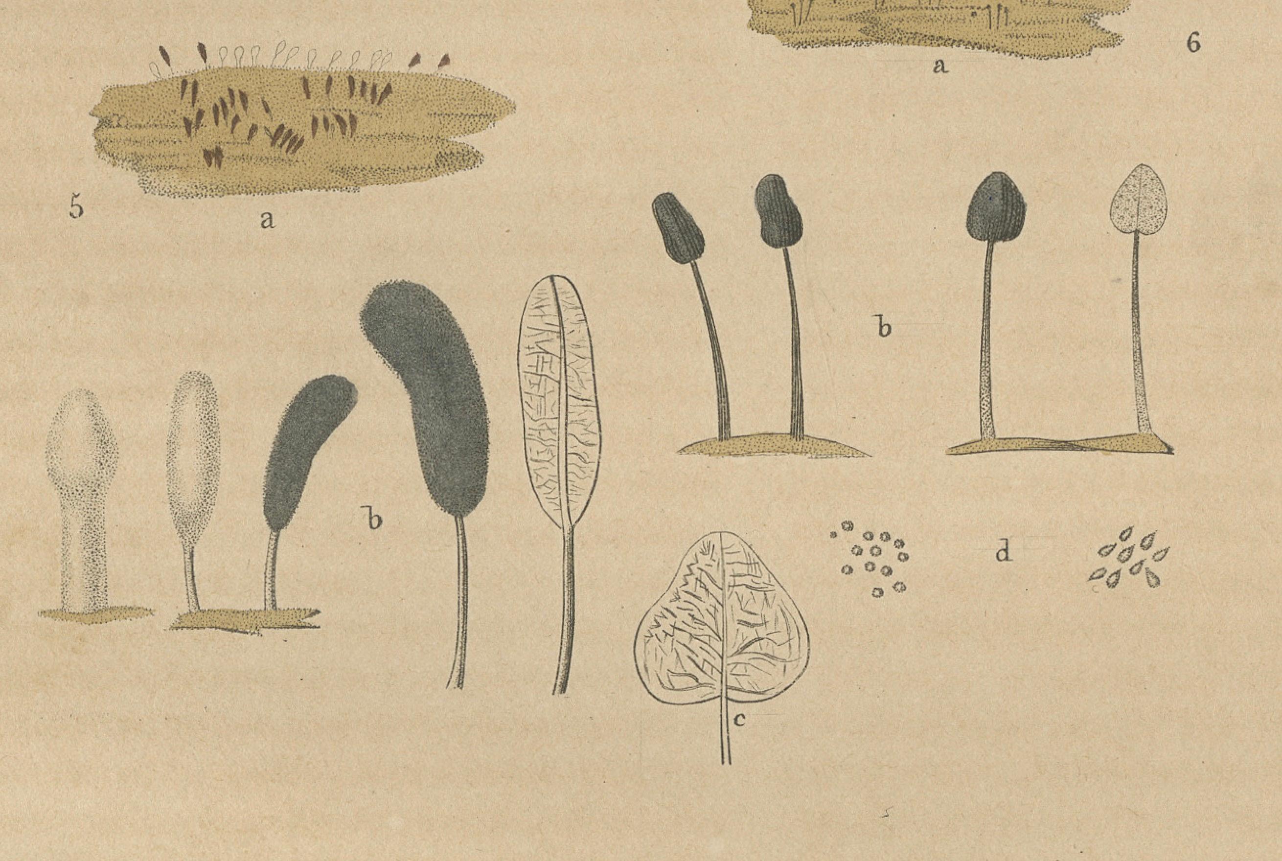 Engraved Fungal Forms: Illustrations of Mycological Diversity, 1845 For Sale