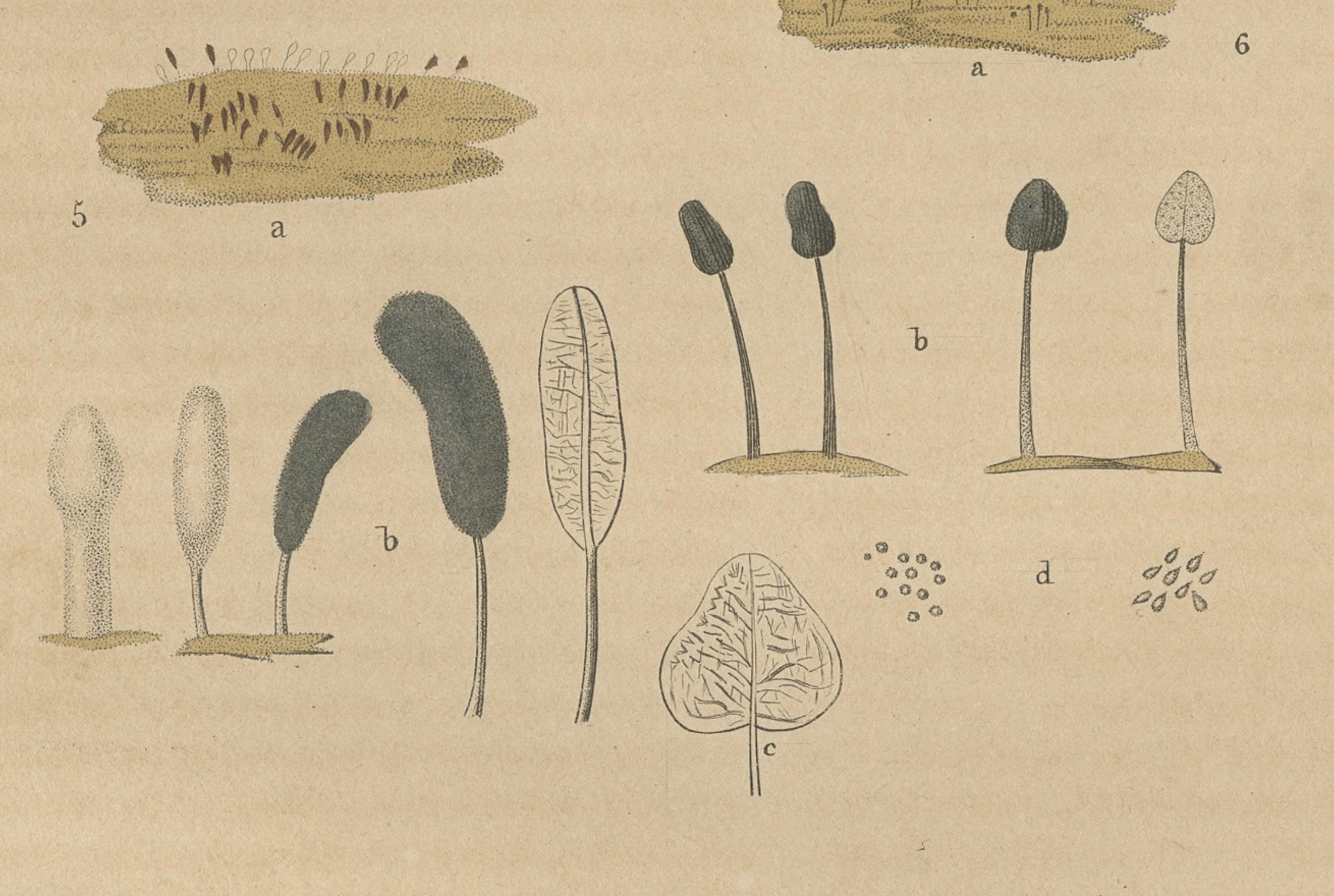 Formas fúngicas: Ilustraciones de la Diversidad Micológica, 1845 Grabado en venta